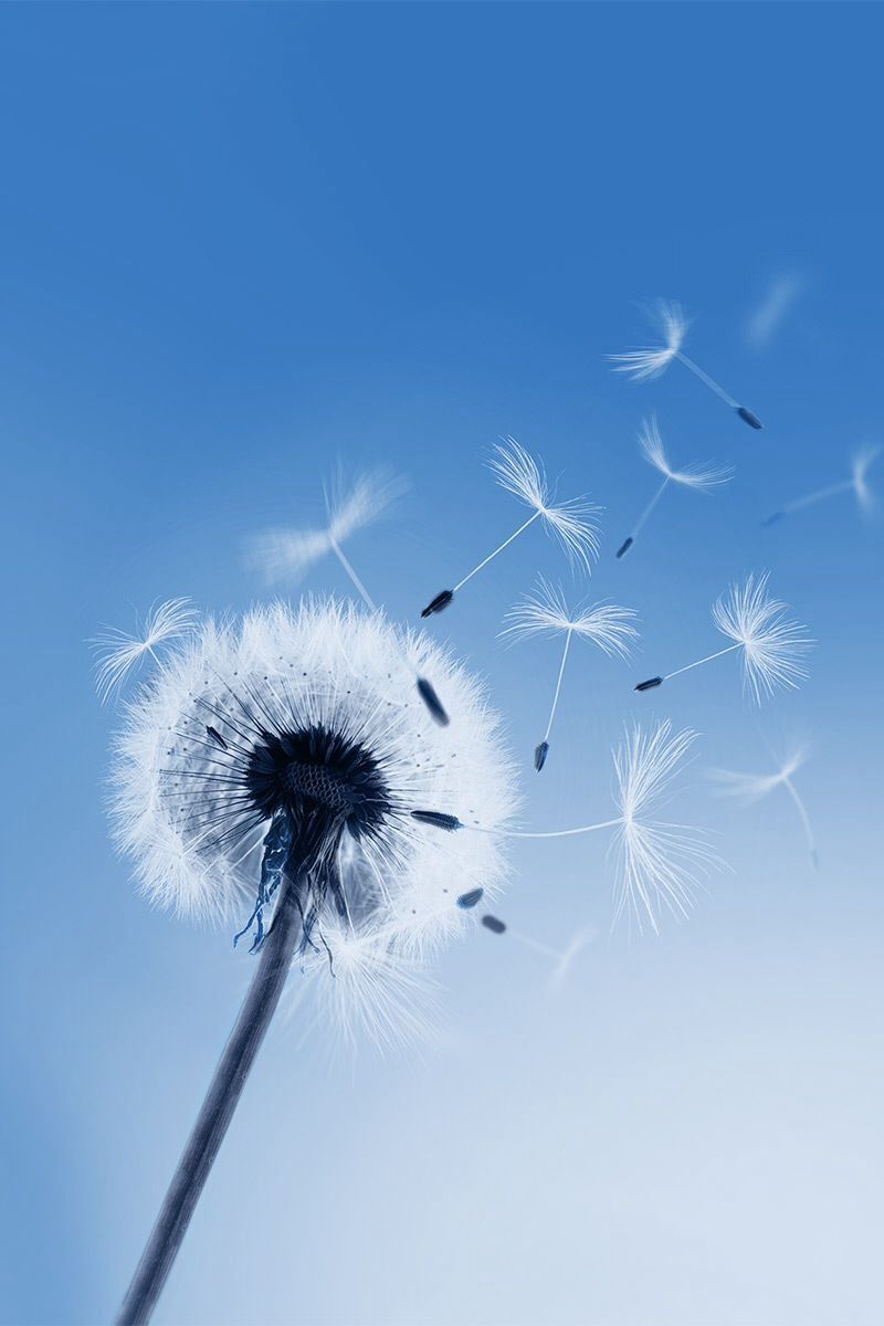 Wallpaper Dandelion Flower Wallpapers