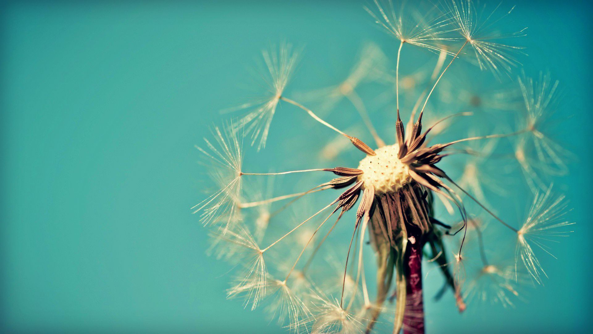 Wallpaper Dandelion Flower Wallpapers