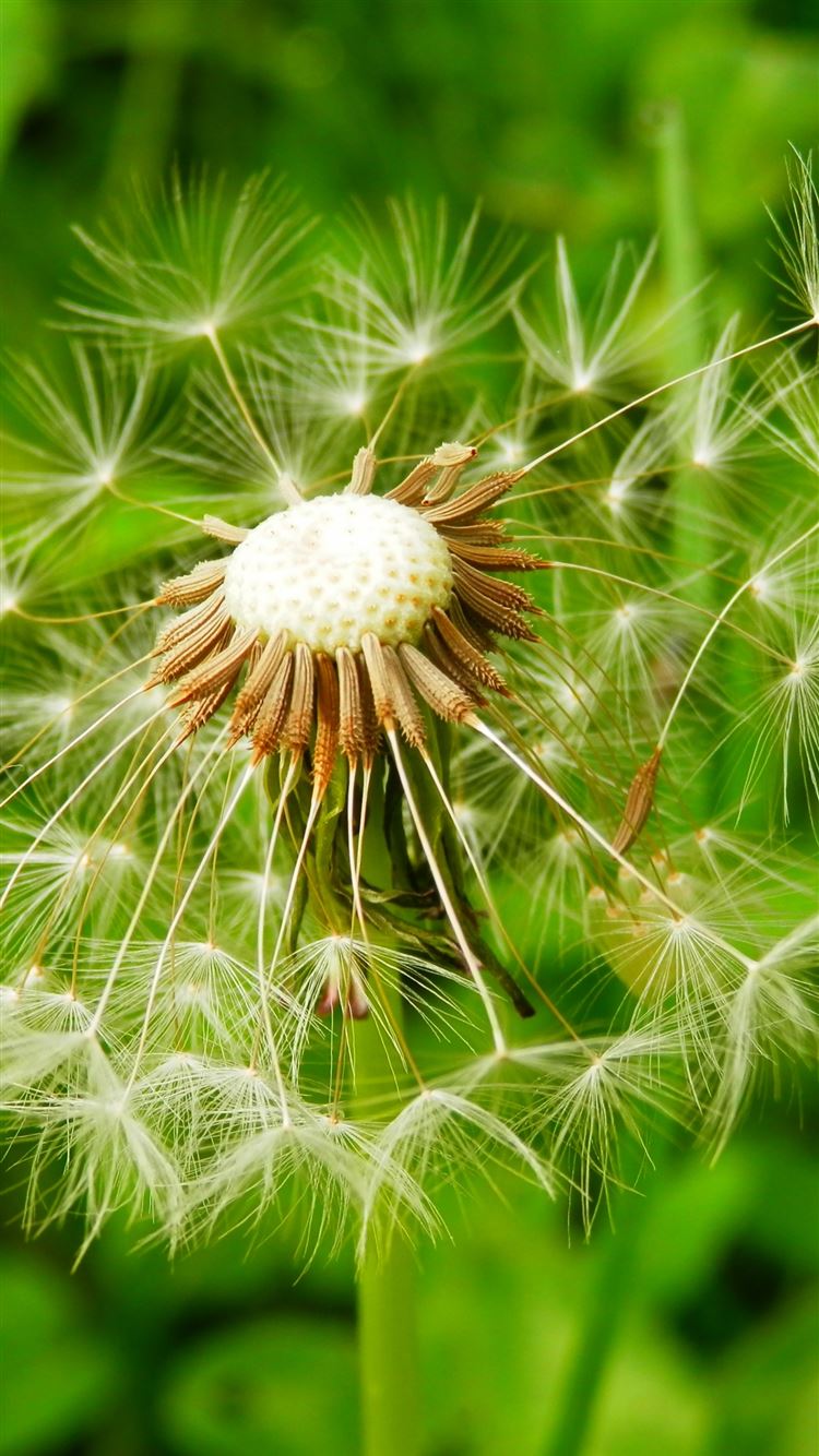 Wallpaper Dandelion Flower Wallpapers