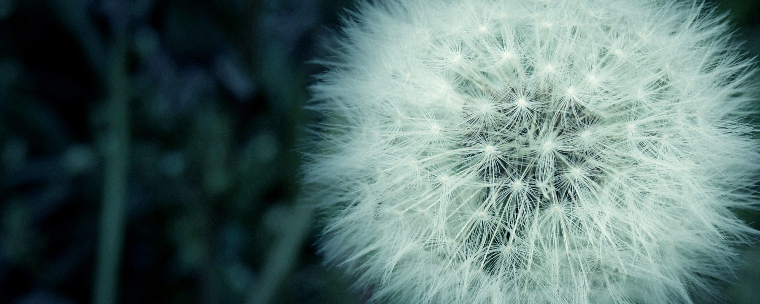 Wallpaper Dandelion Flower Wallpapers