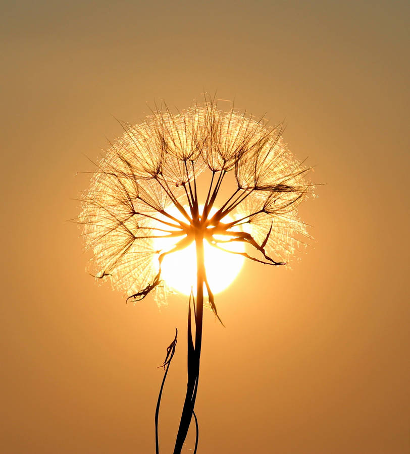 Wallpaper Dandelion Flower Wallpapers