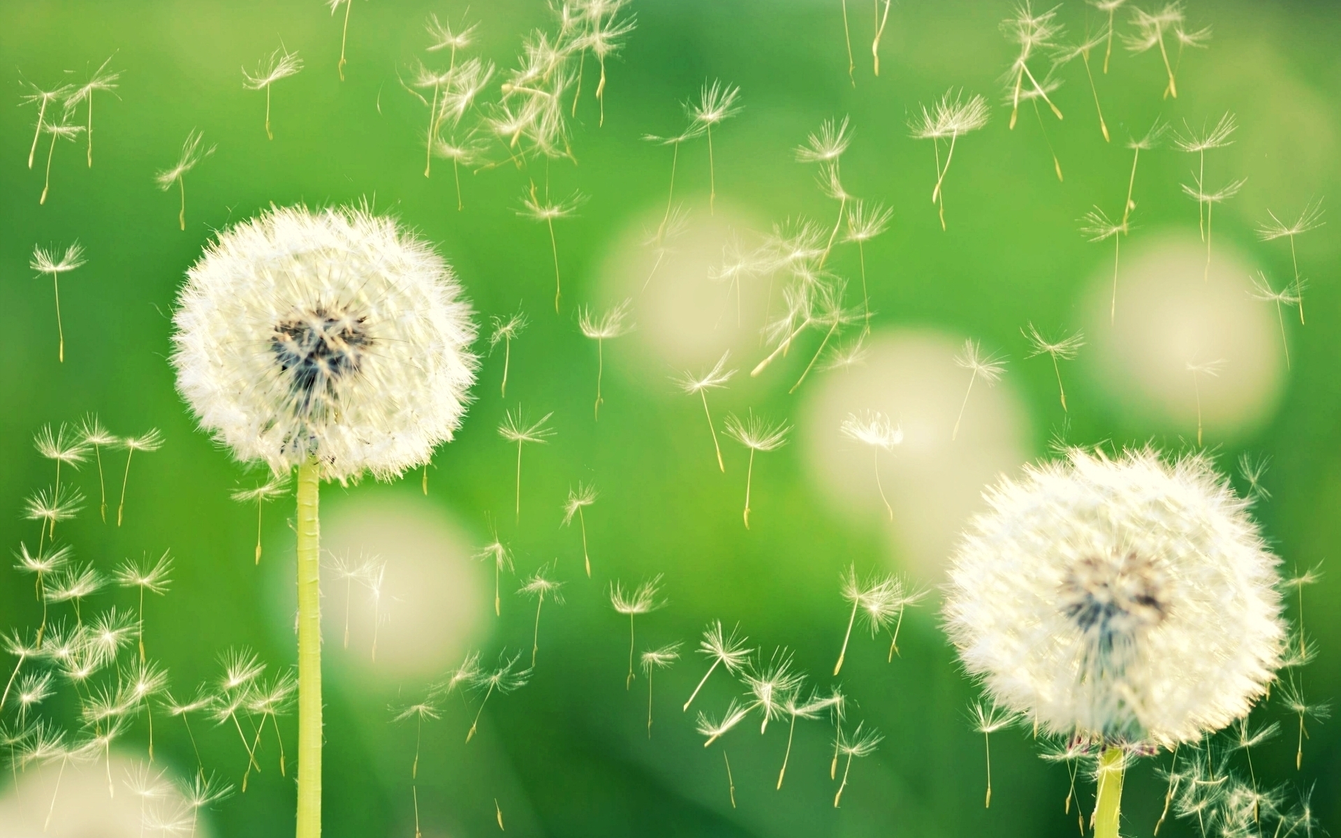 Wallpaper Dandelion Flower Wallpapers