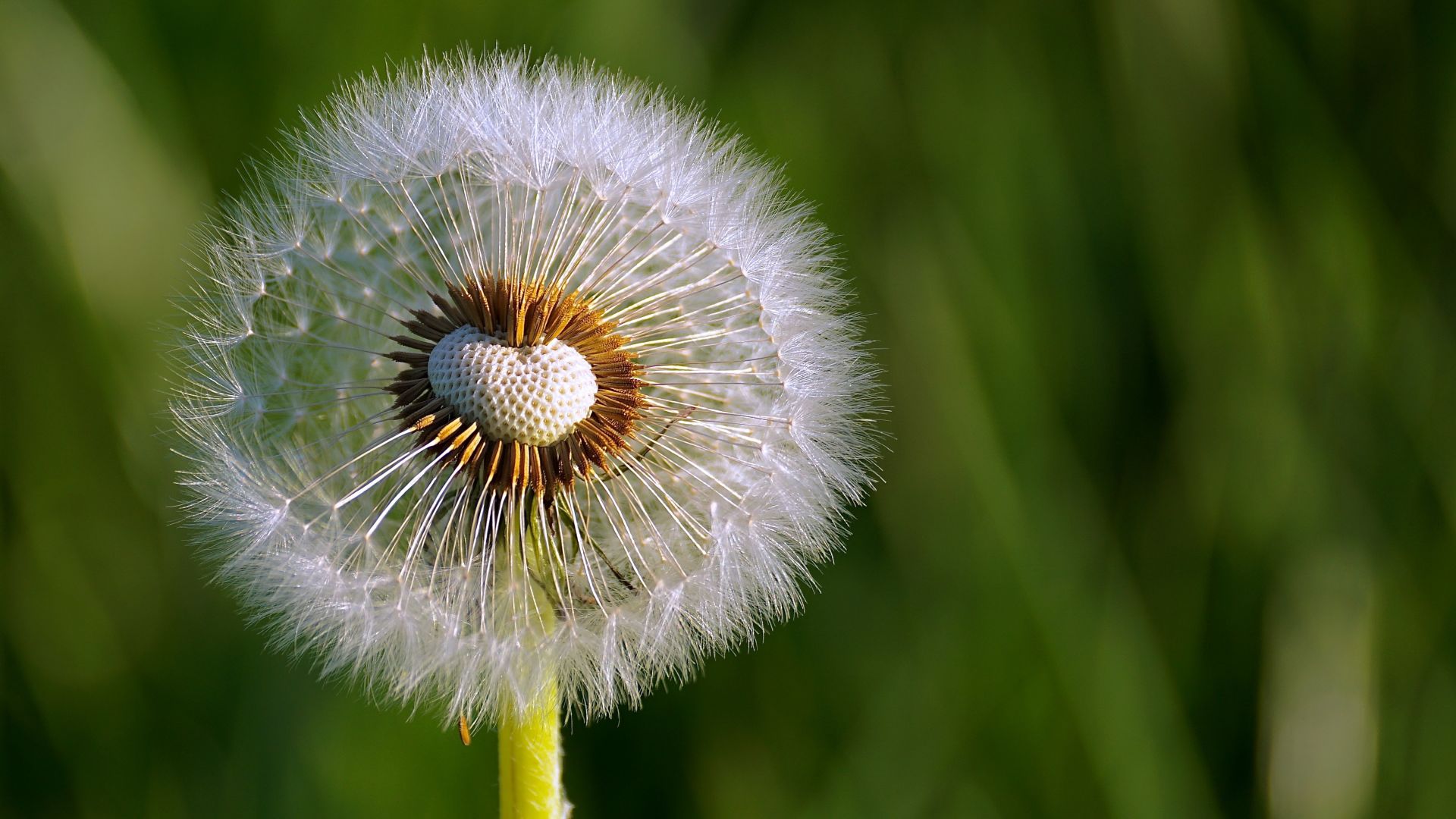 Wallpaper Dandelion Flower Wallpapers