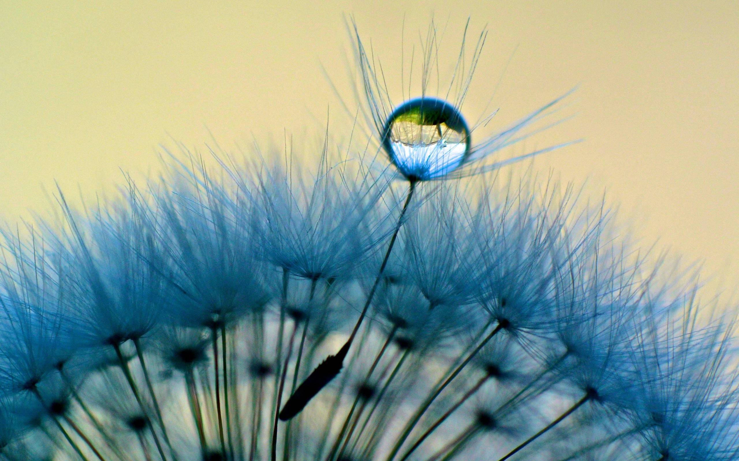 Wallpaper Dandelion Flower Wallpapers