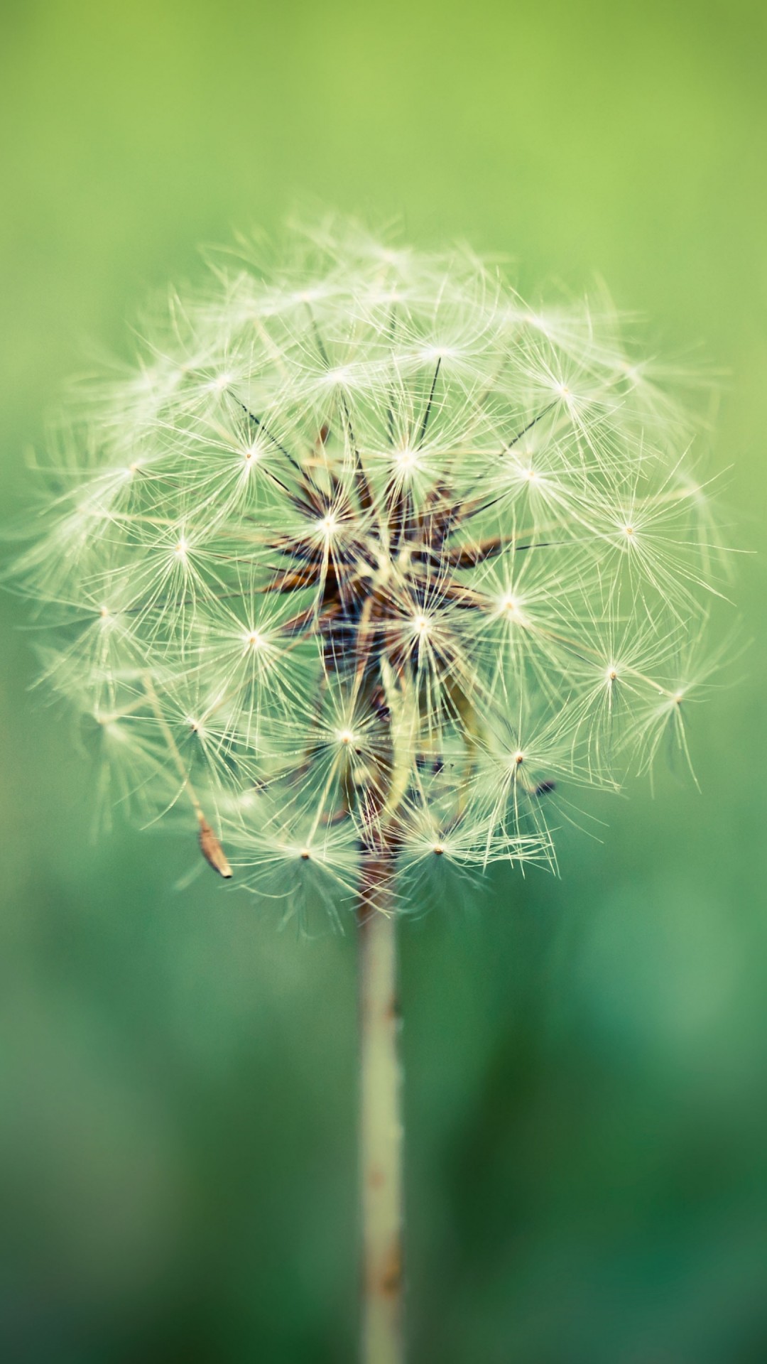 Wallpaper Dandelion Flower Wallpapers