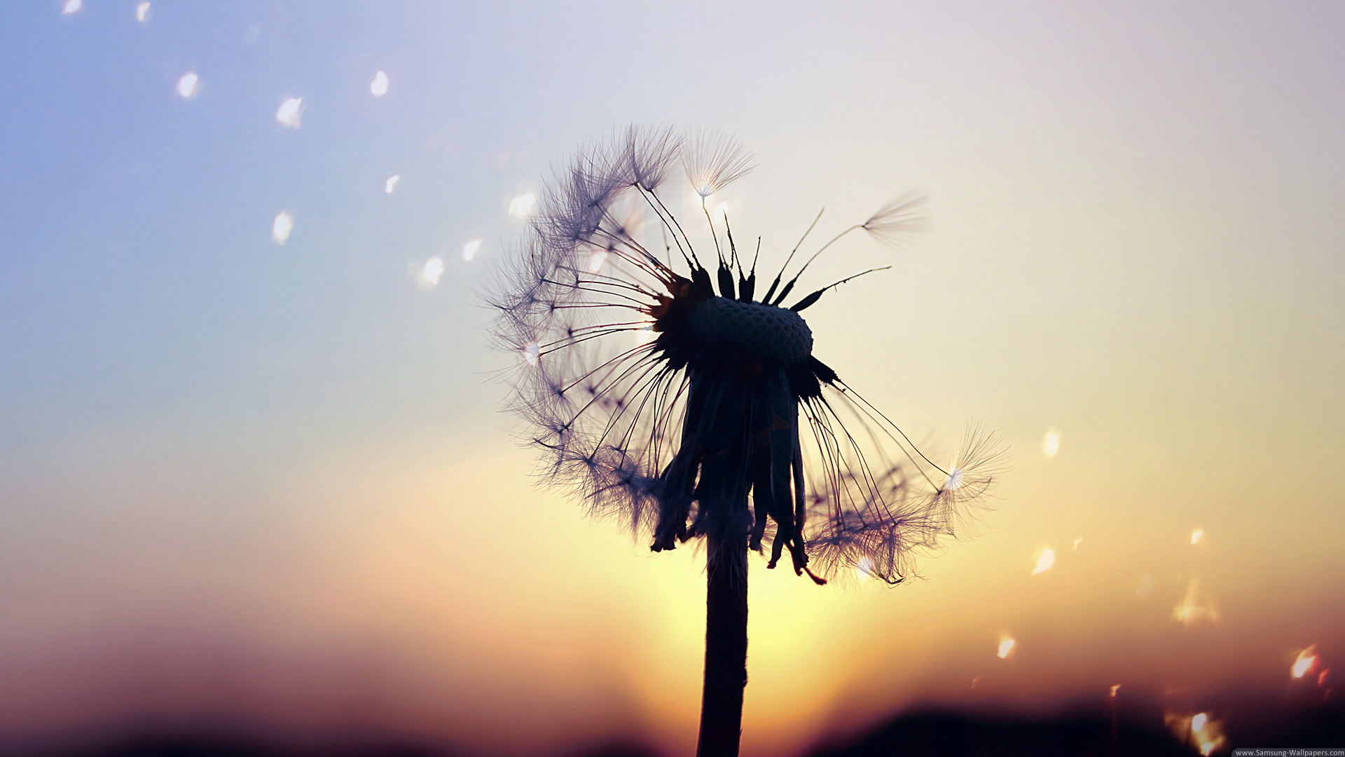 Wallpaper Dandelion Flower Wallpapers