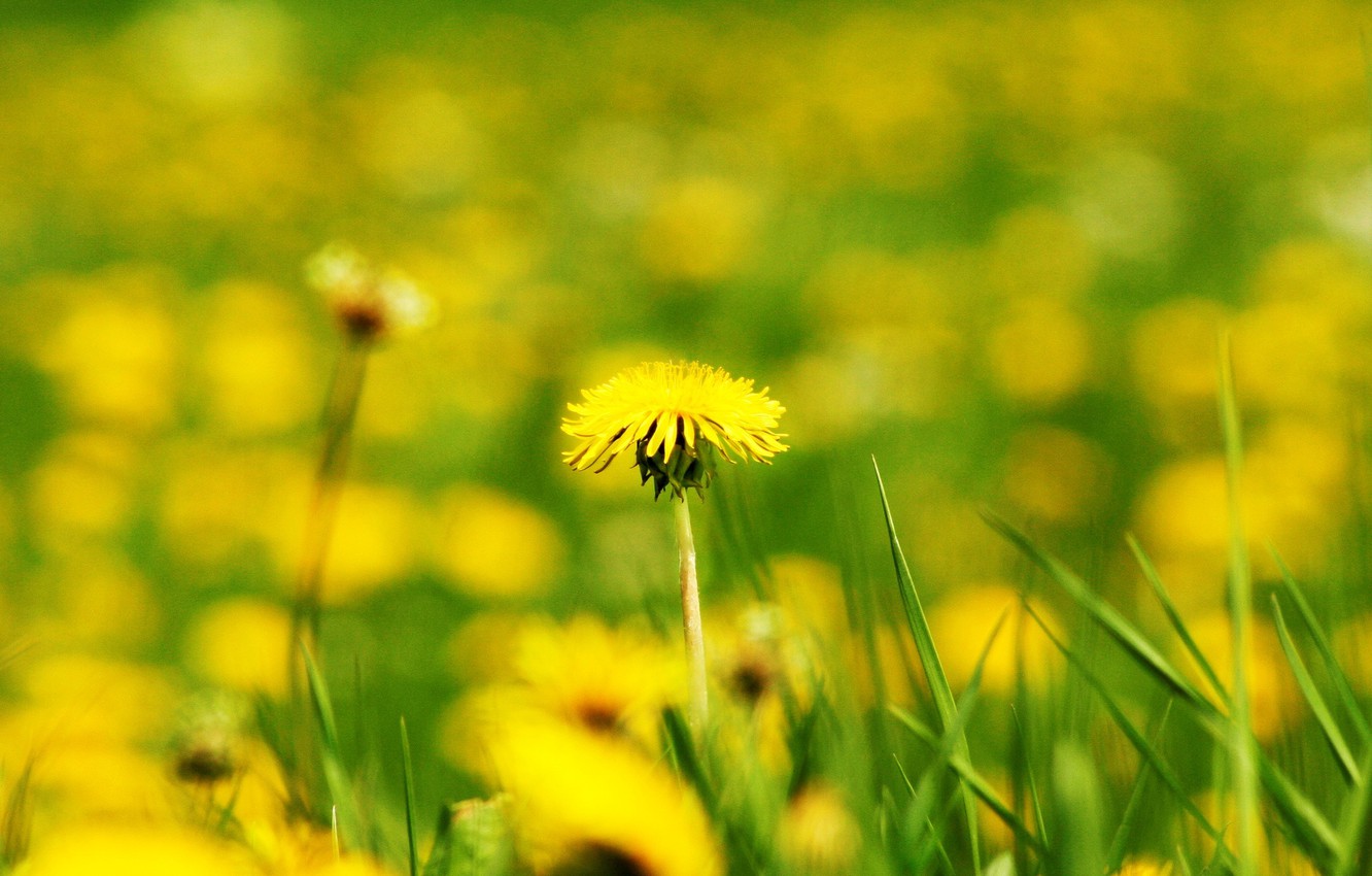 Wallpaper Dandelion Flower Wallpapers