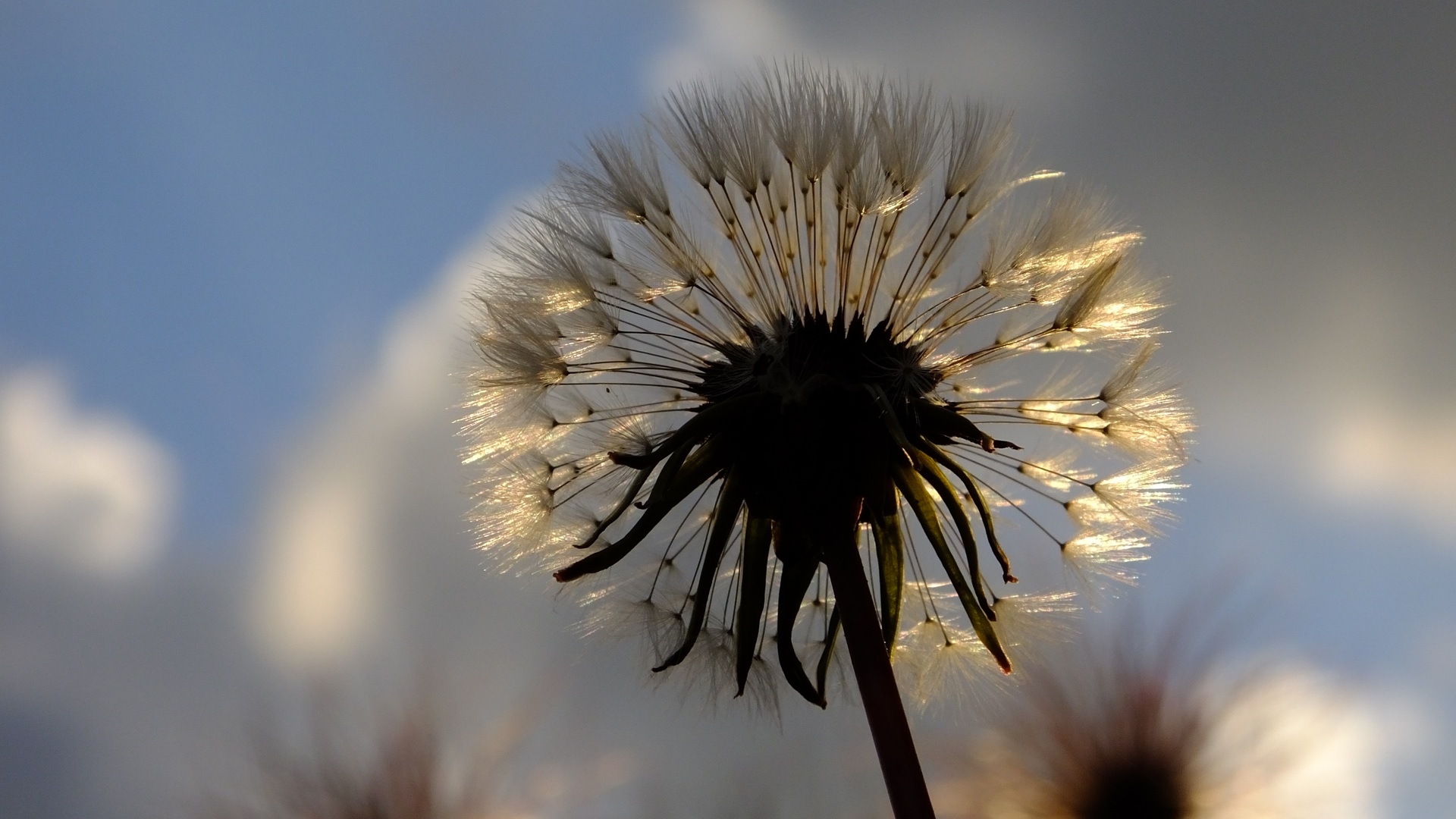 Wallpaper Dandelion Flower Wallpapers