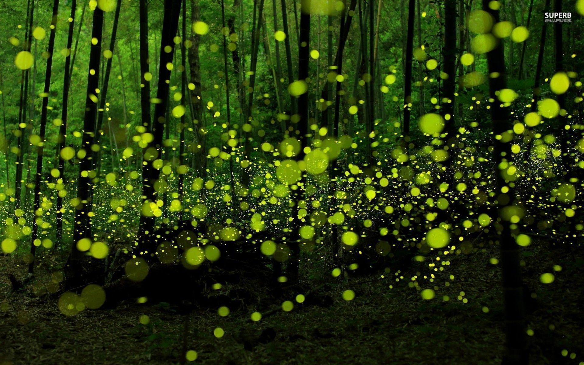 Wallpaper Fireflies Wallpapers