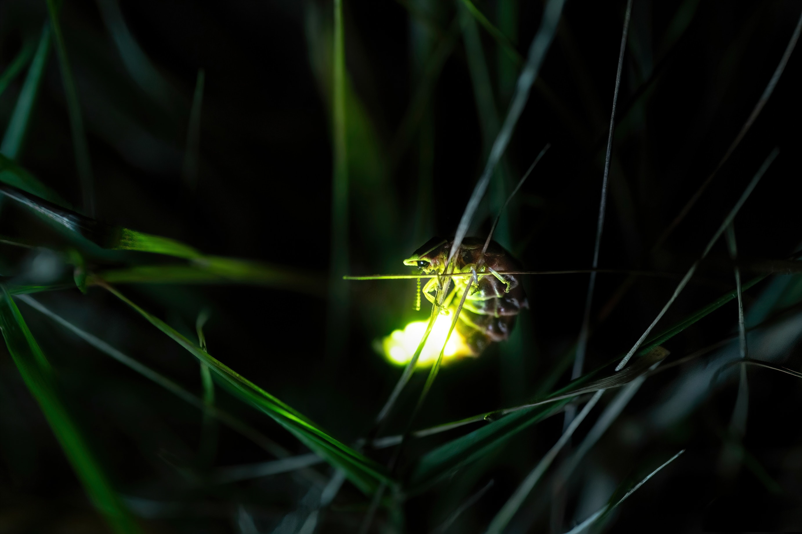 Wallpaper Fireflies Wallpapers