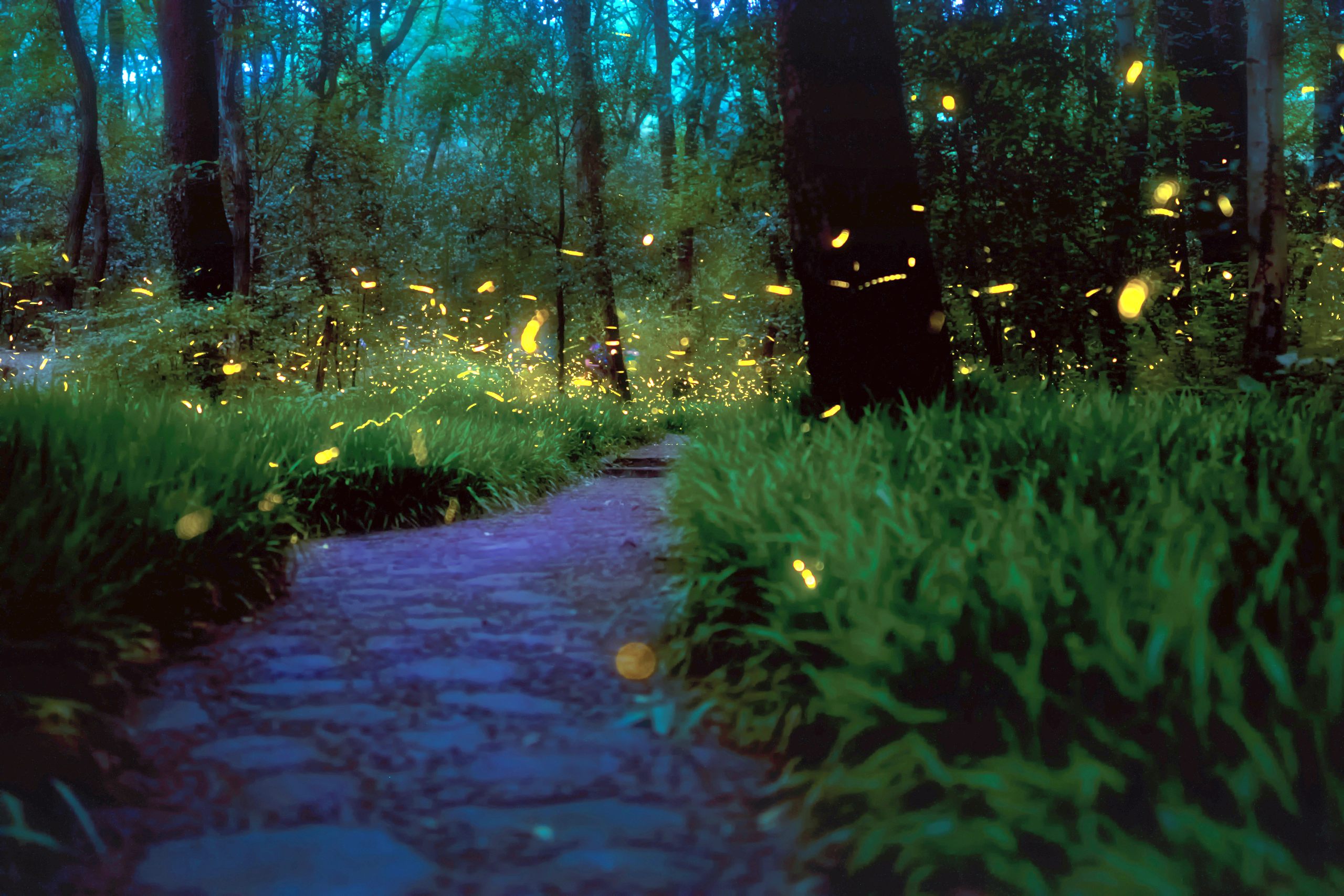 Wallpaper Fireflies Wallpapers