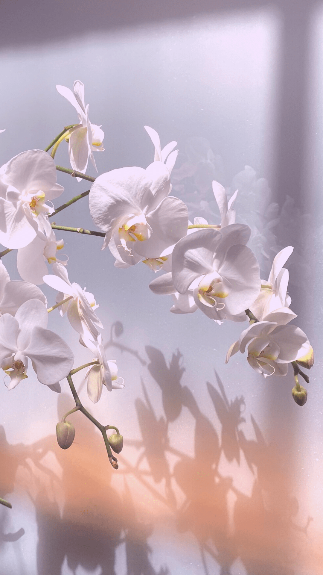 Wallpaper Floral Wallpapers