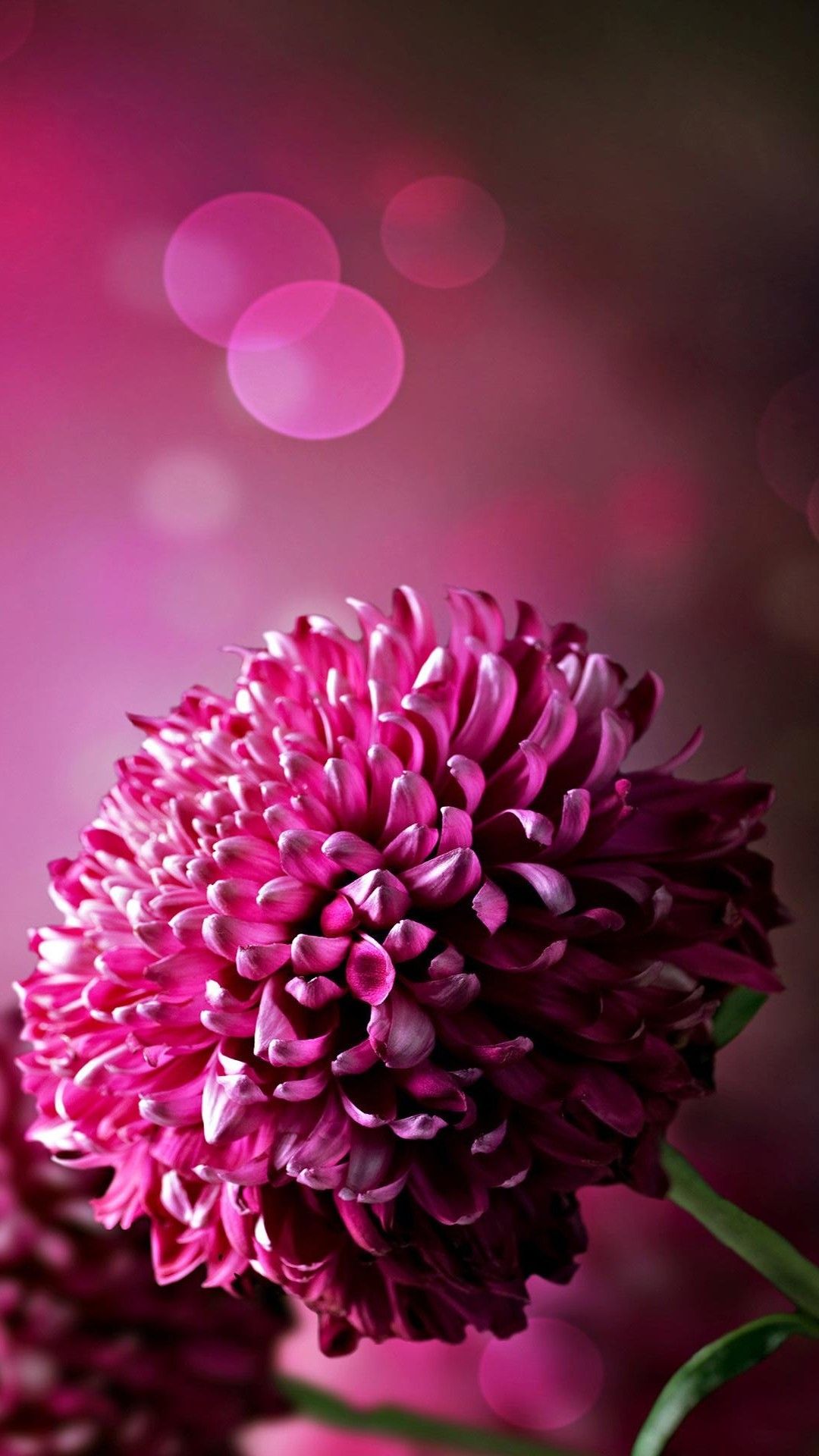 Wallpaper For Phone Flowers Wallpapers