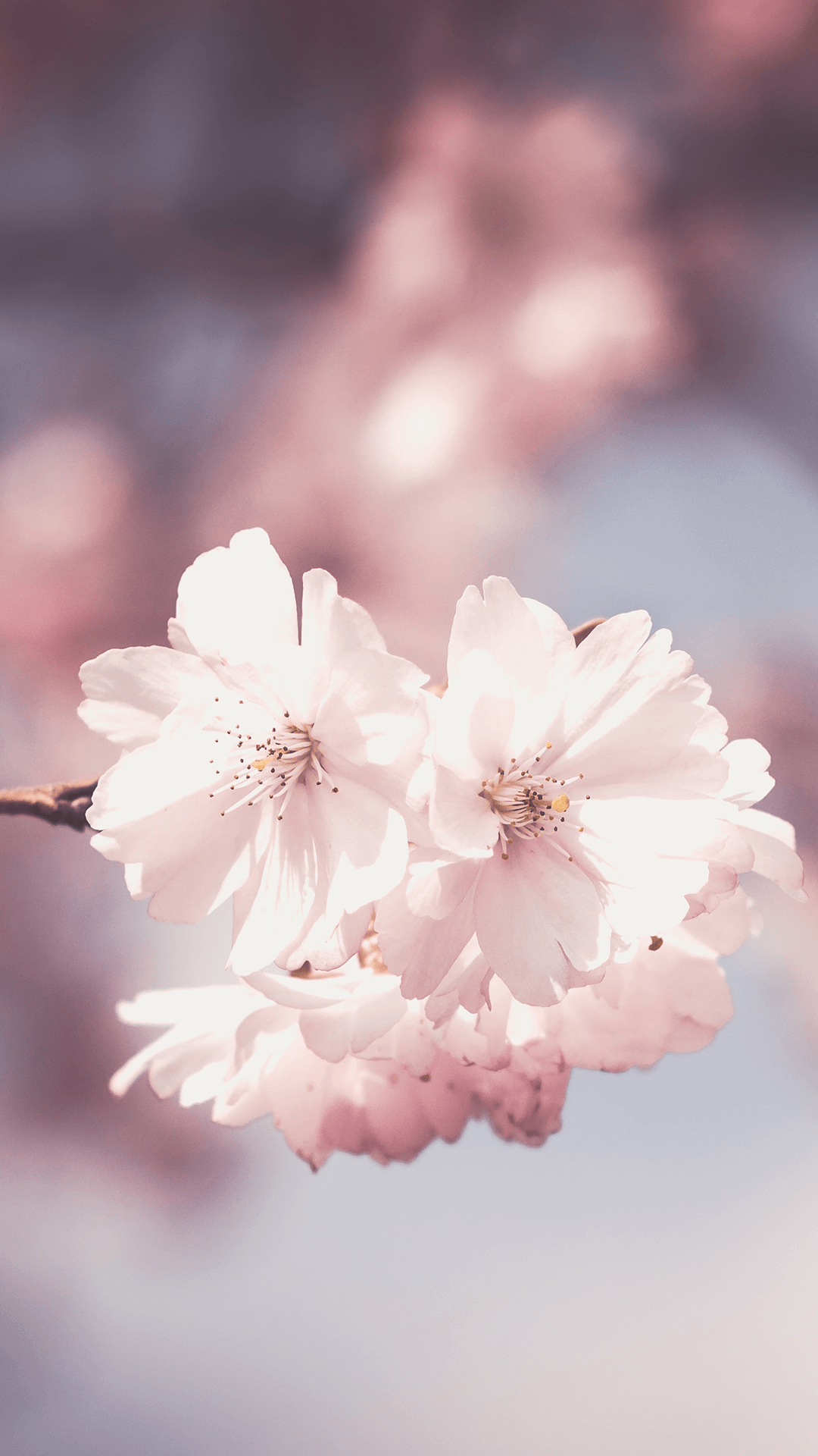 Wallpaper For Phone Flowers Wallpapers