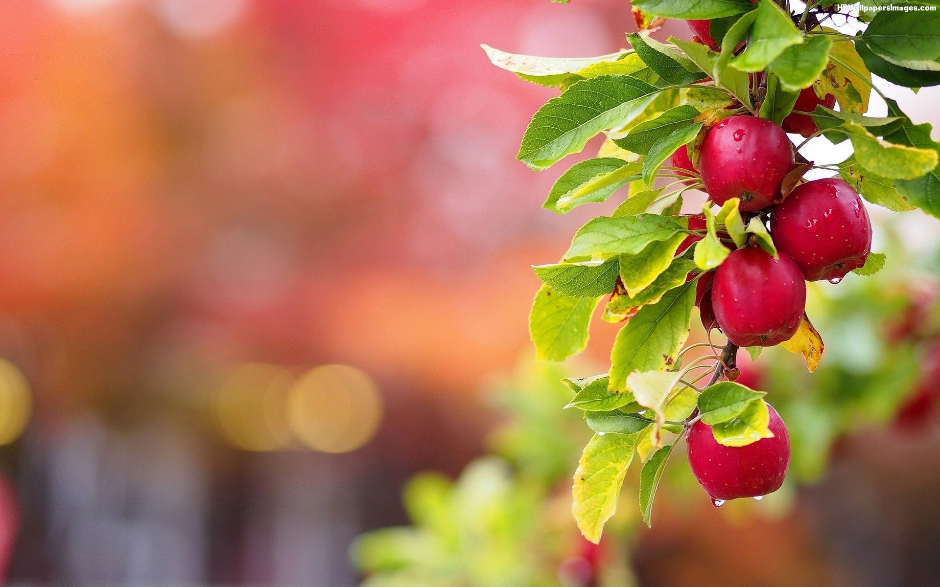 Wallpaper Fruits Tree Wallpapers