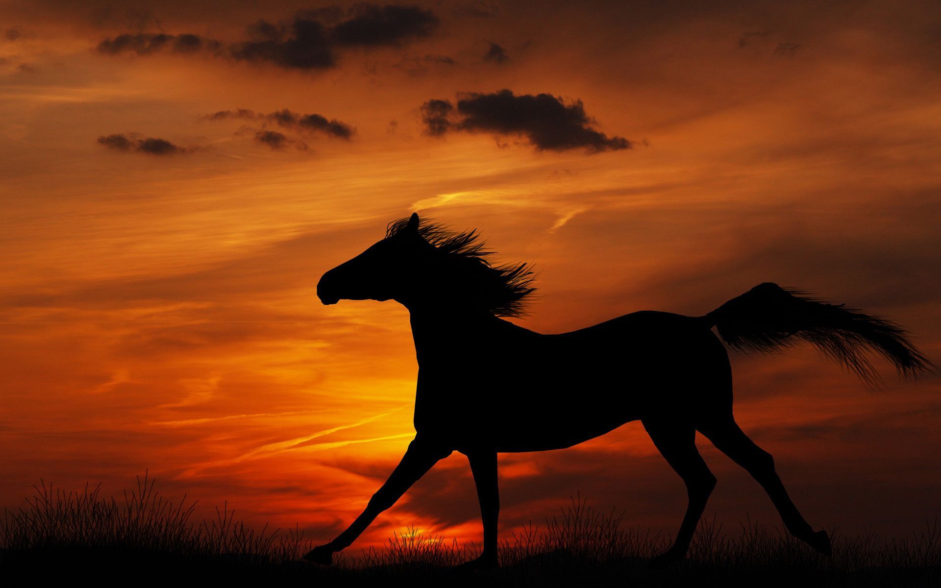 Wallpaper Horse Sunset Wallpapers