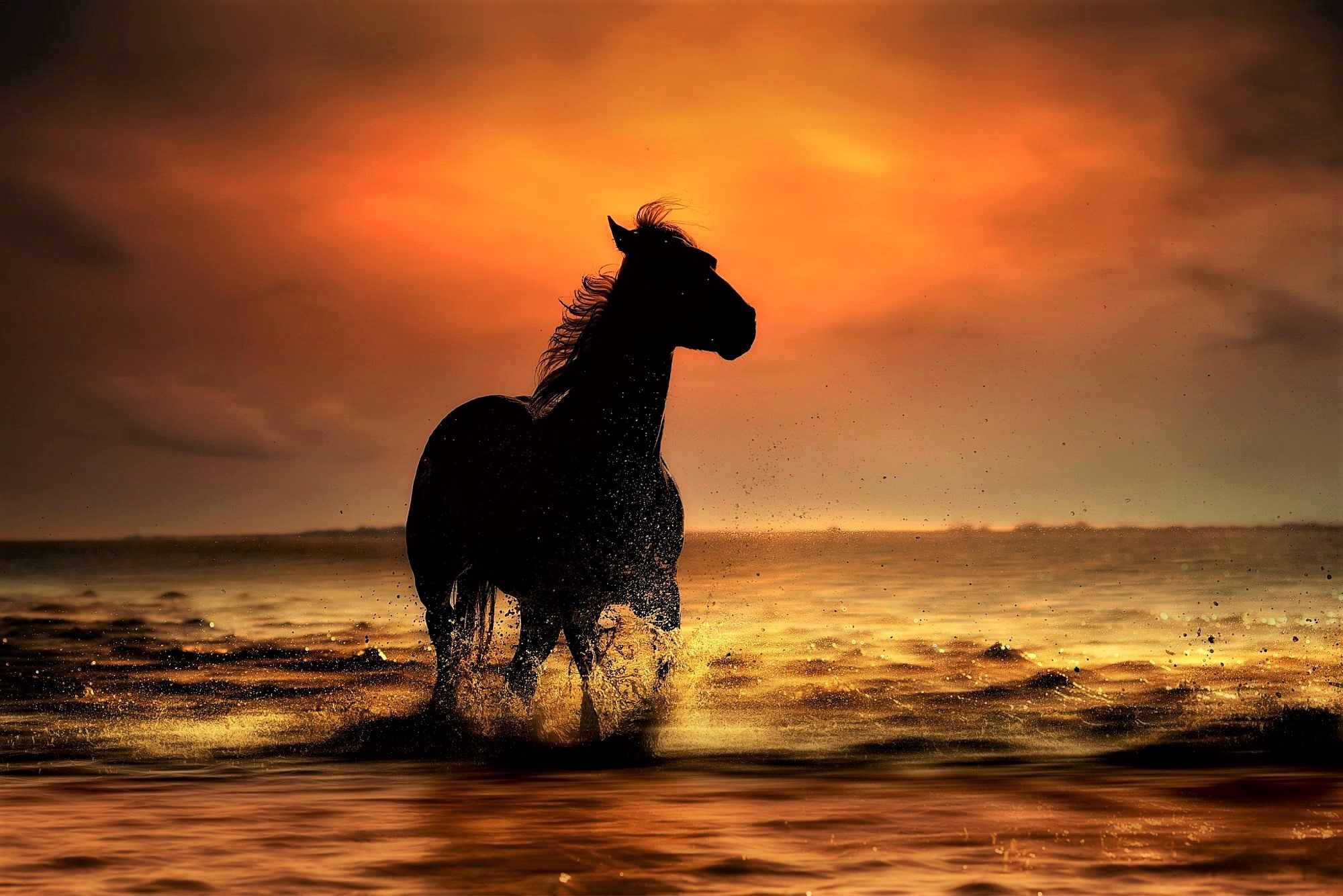 Wallpaper Horse Sunset Wallpapers