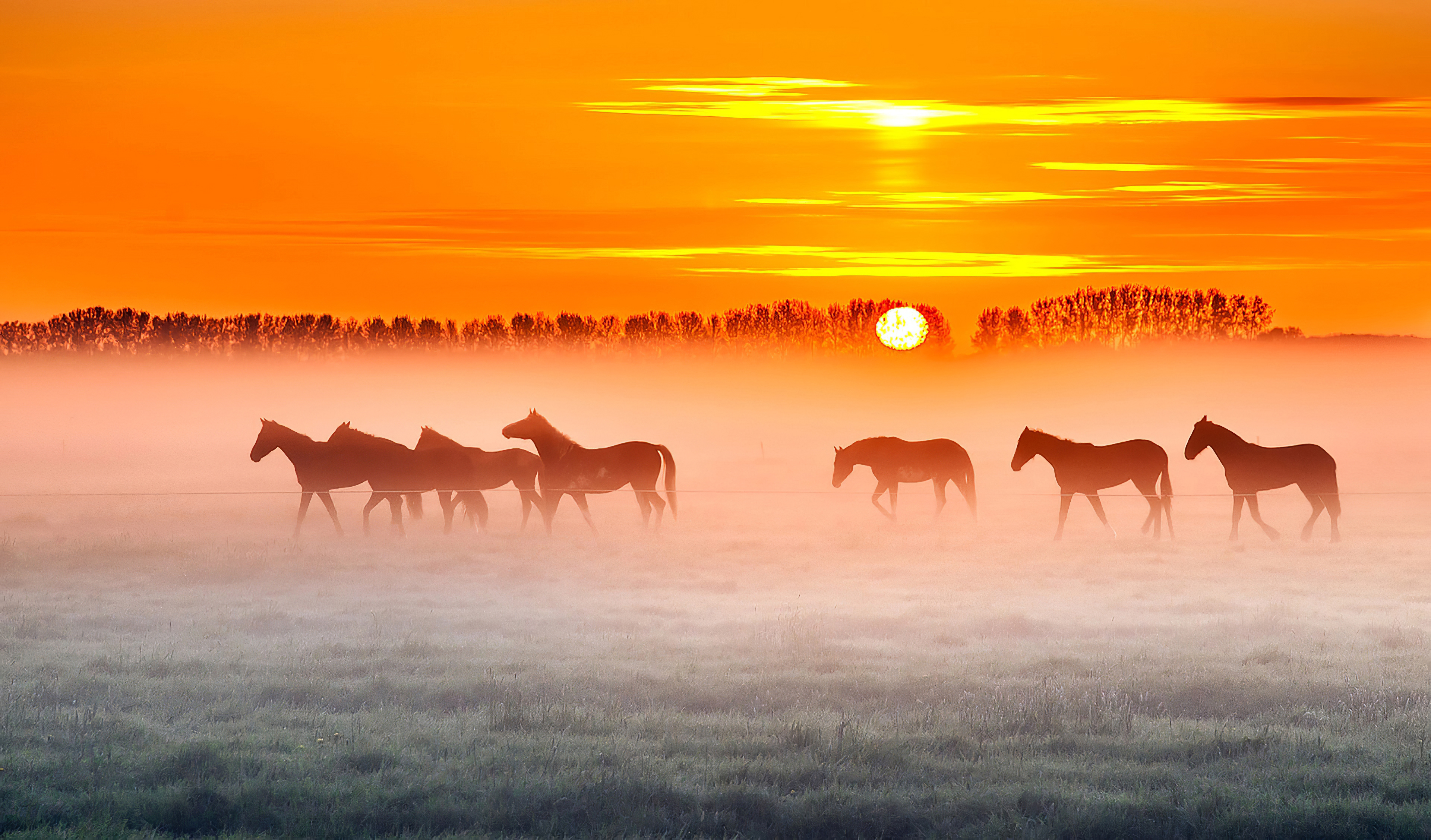 Wallpaper Horse Sunset Wallpapers