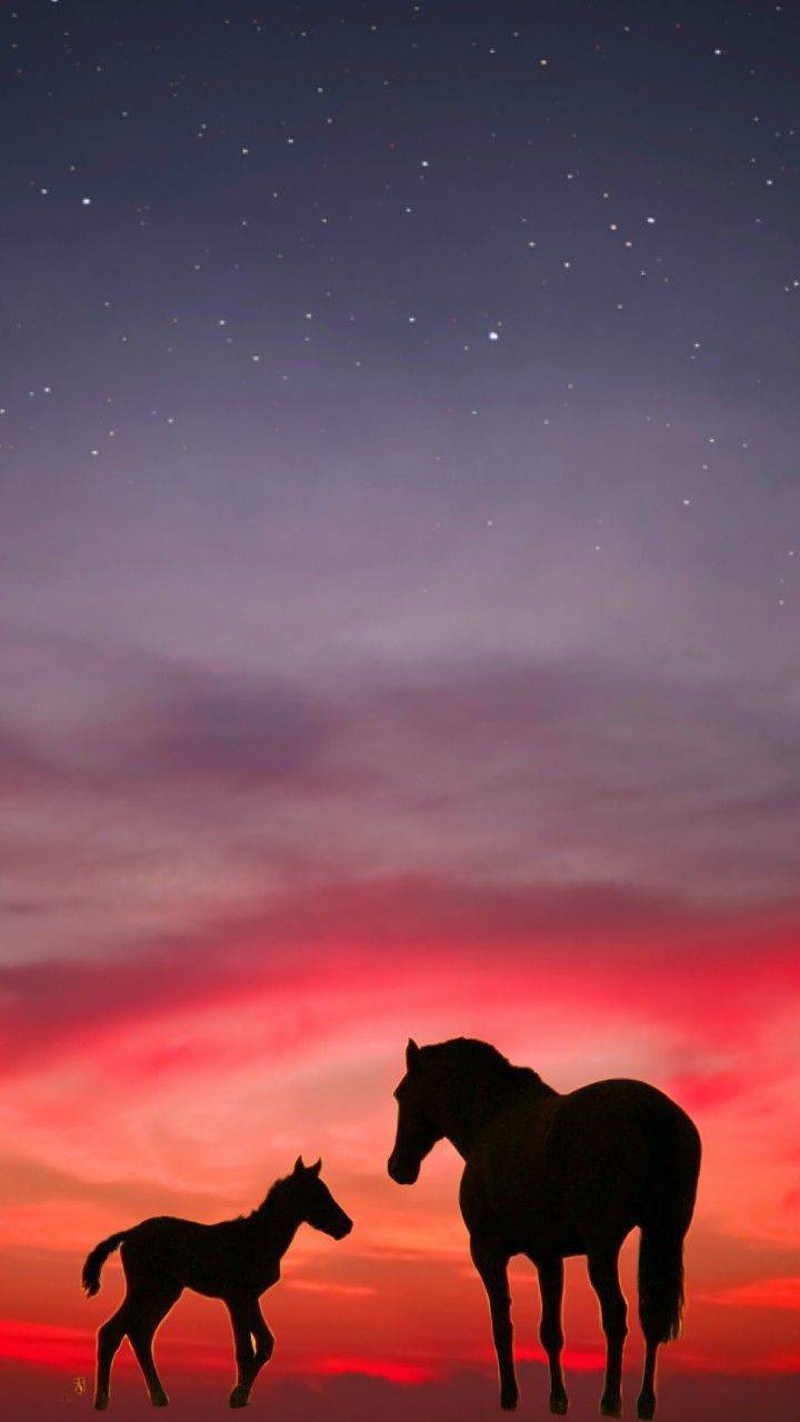 Wallpaper Horse Sunset Wallpapers