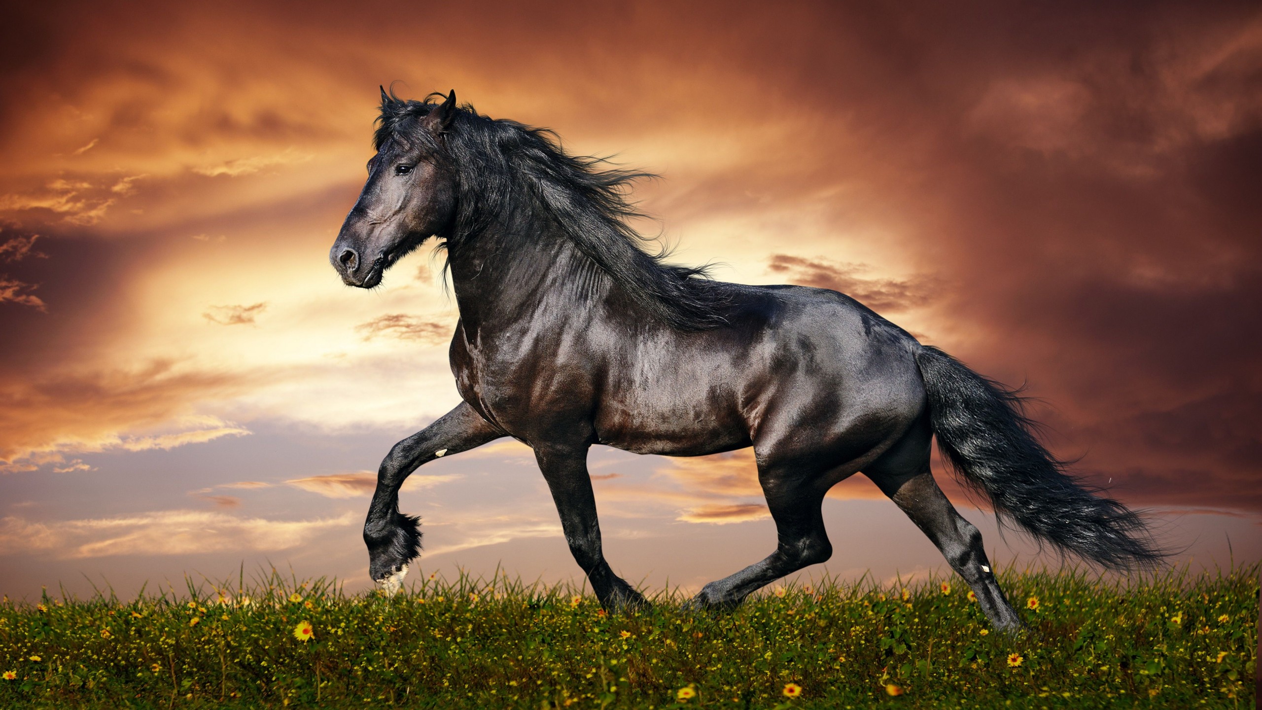 Wallpaper Horse Sunset Wallpapers