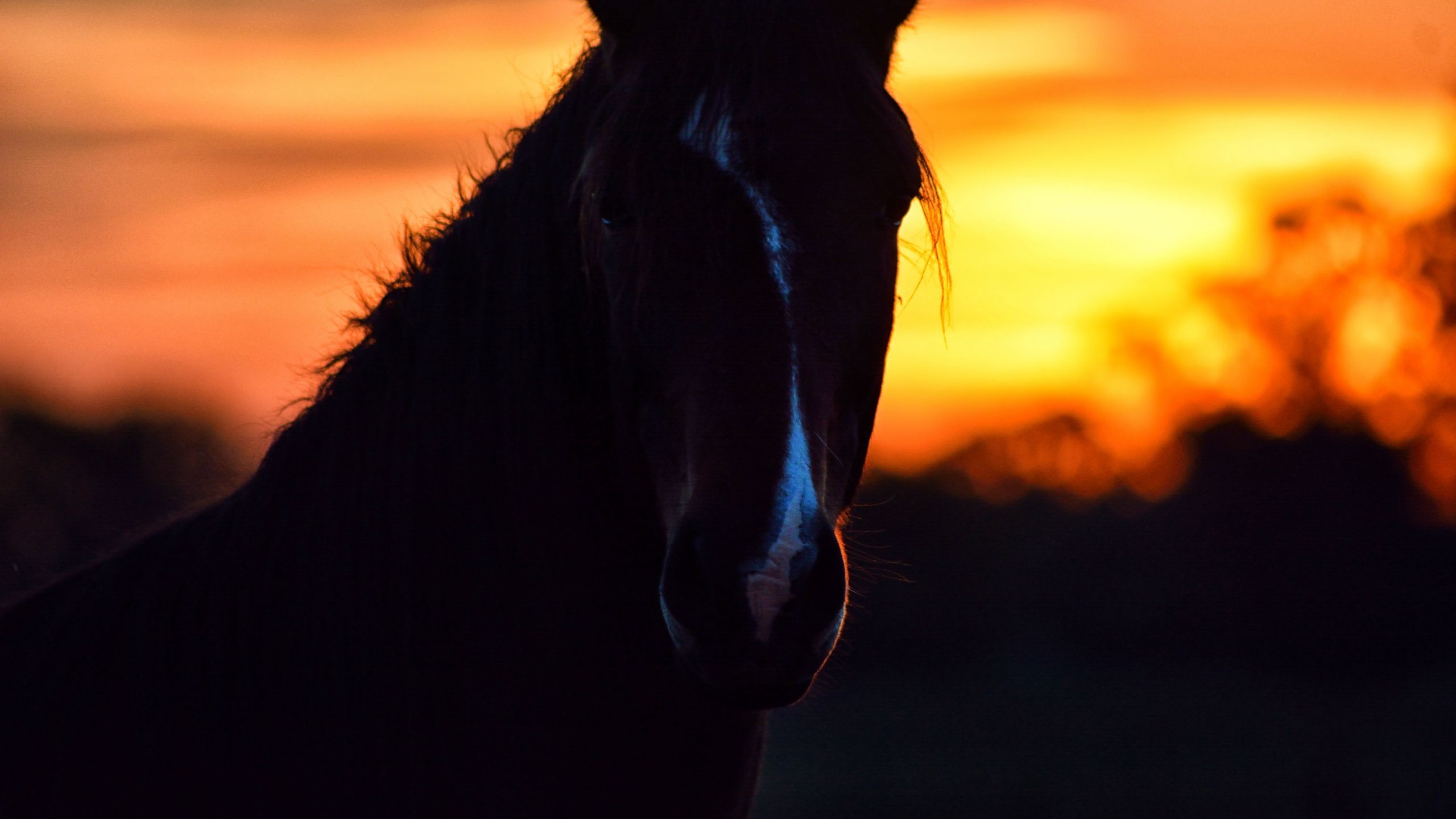 Wallpaper Horse Sunset Wallpapers