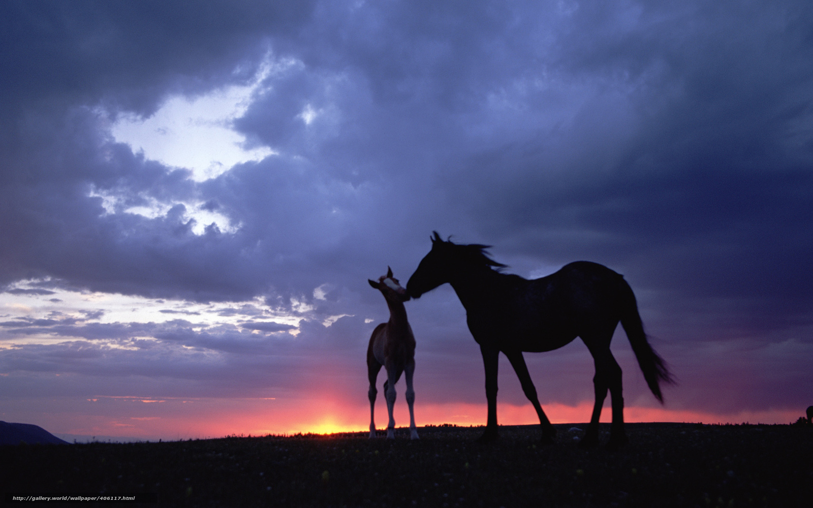 Wallpaper Horse Sunset Wallpapers