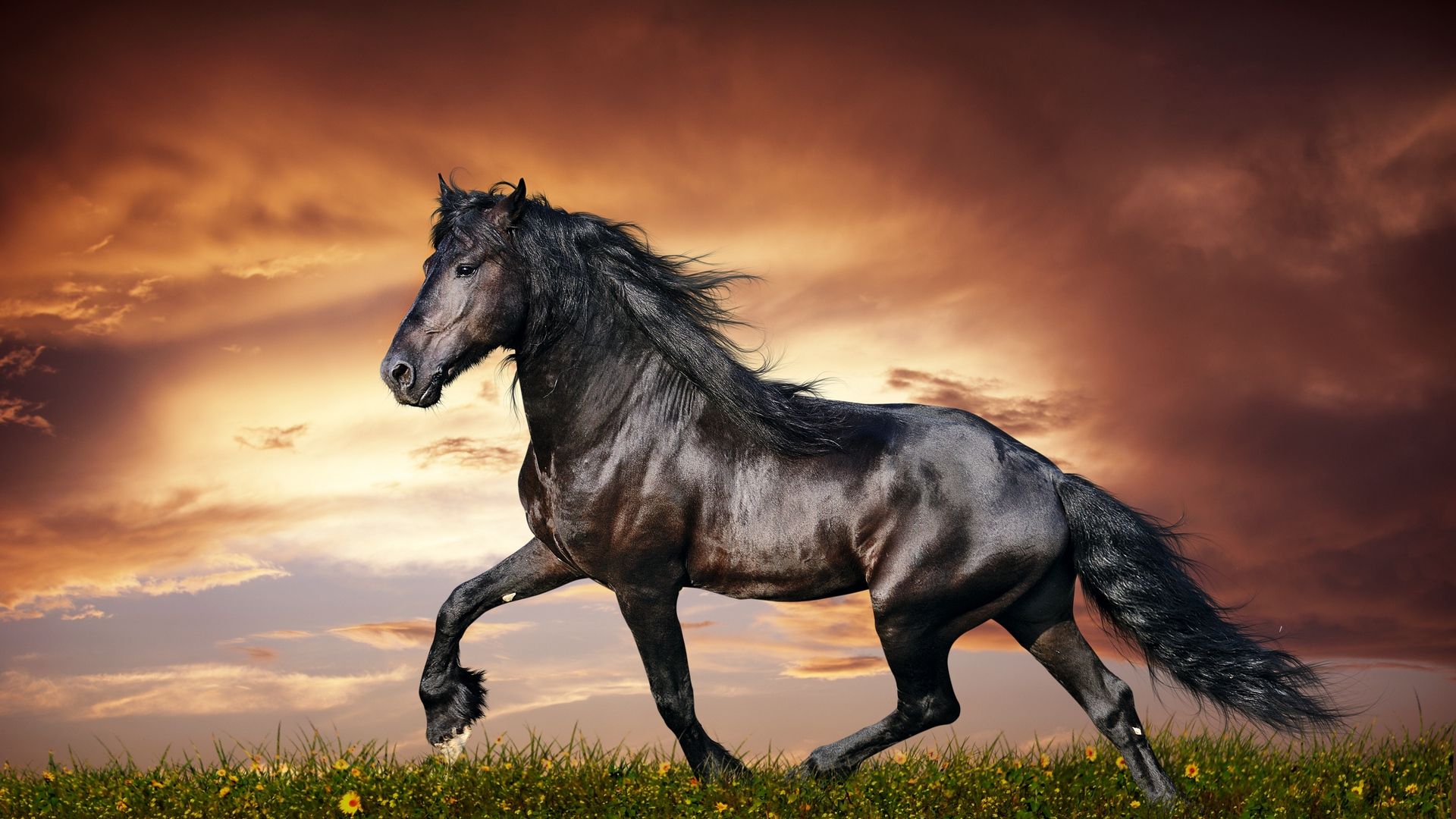 Wallpaper Horse Wallpapers