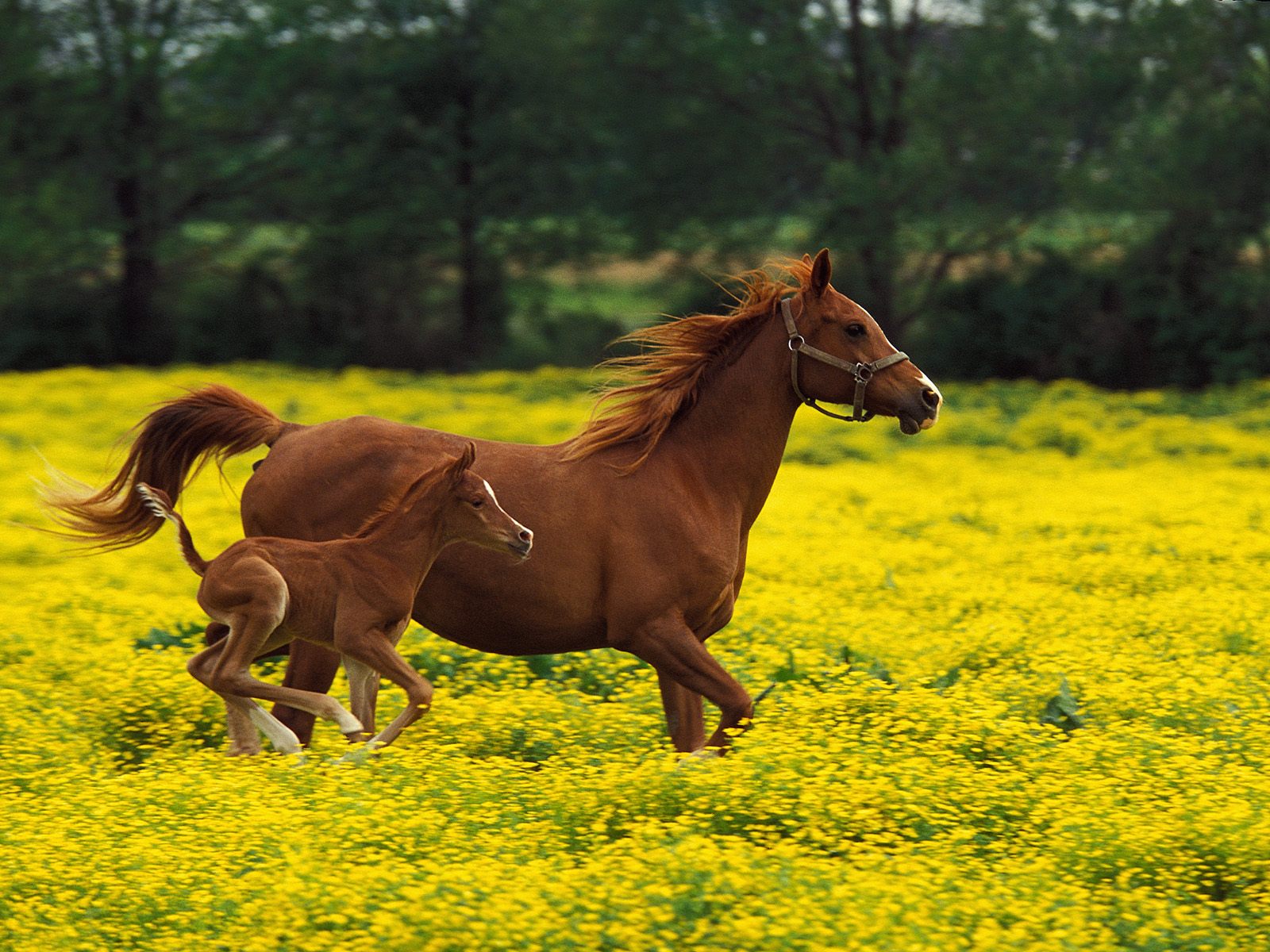 Wallpaper Horse Wallpapers