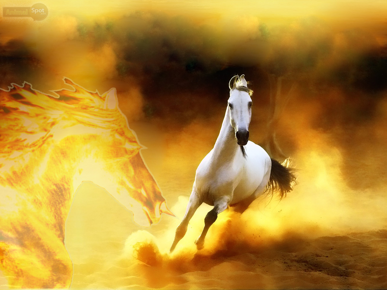 Wallpaper Horse Wallpapers