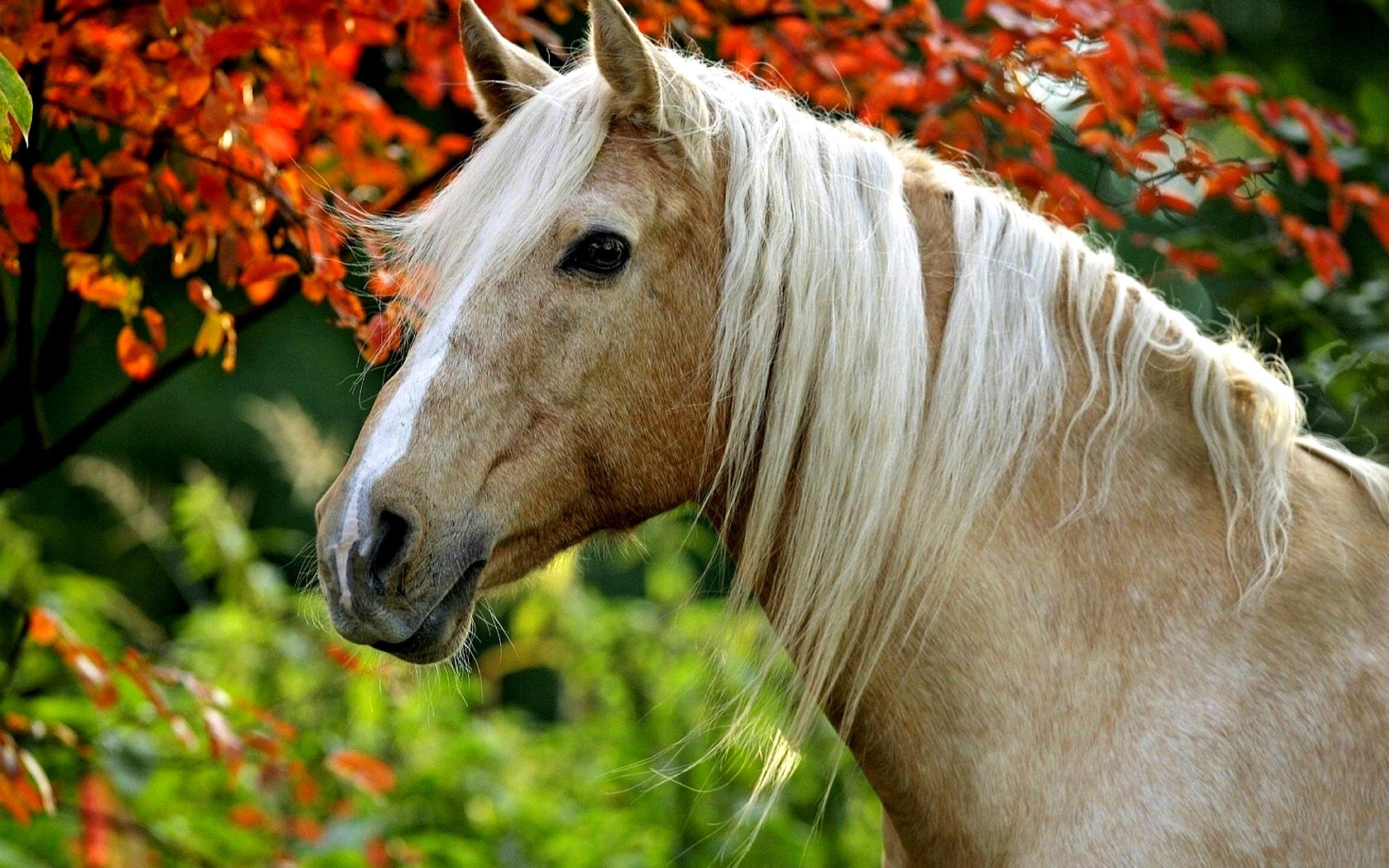 Wallpaper Horse Wallpapers