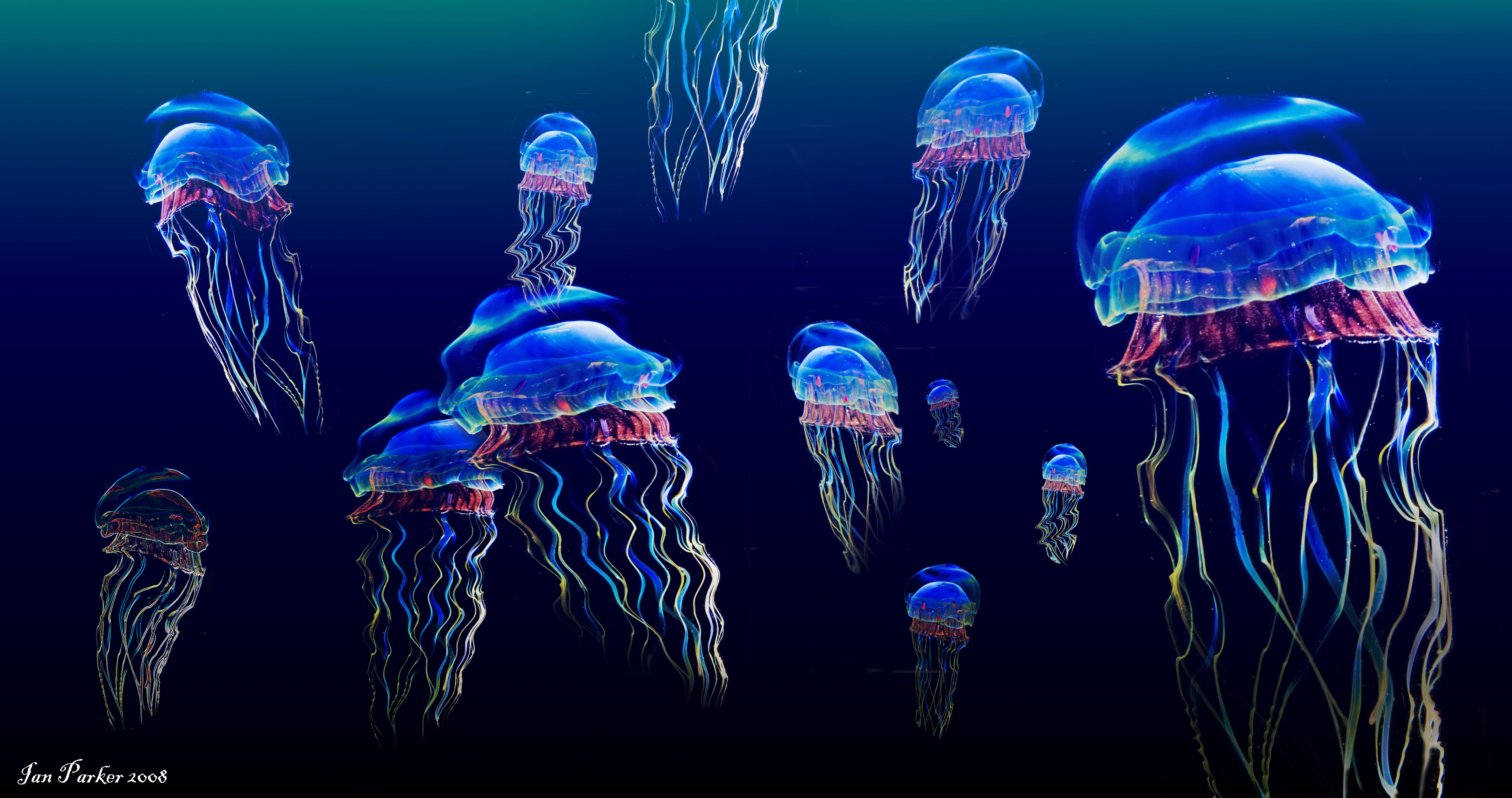 Wallpaper Jelly Wallpapers