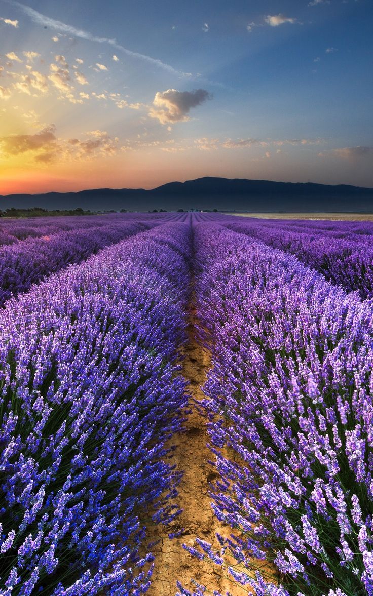 Wallpaper Lavender Field Wallpapers