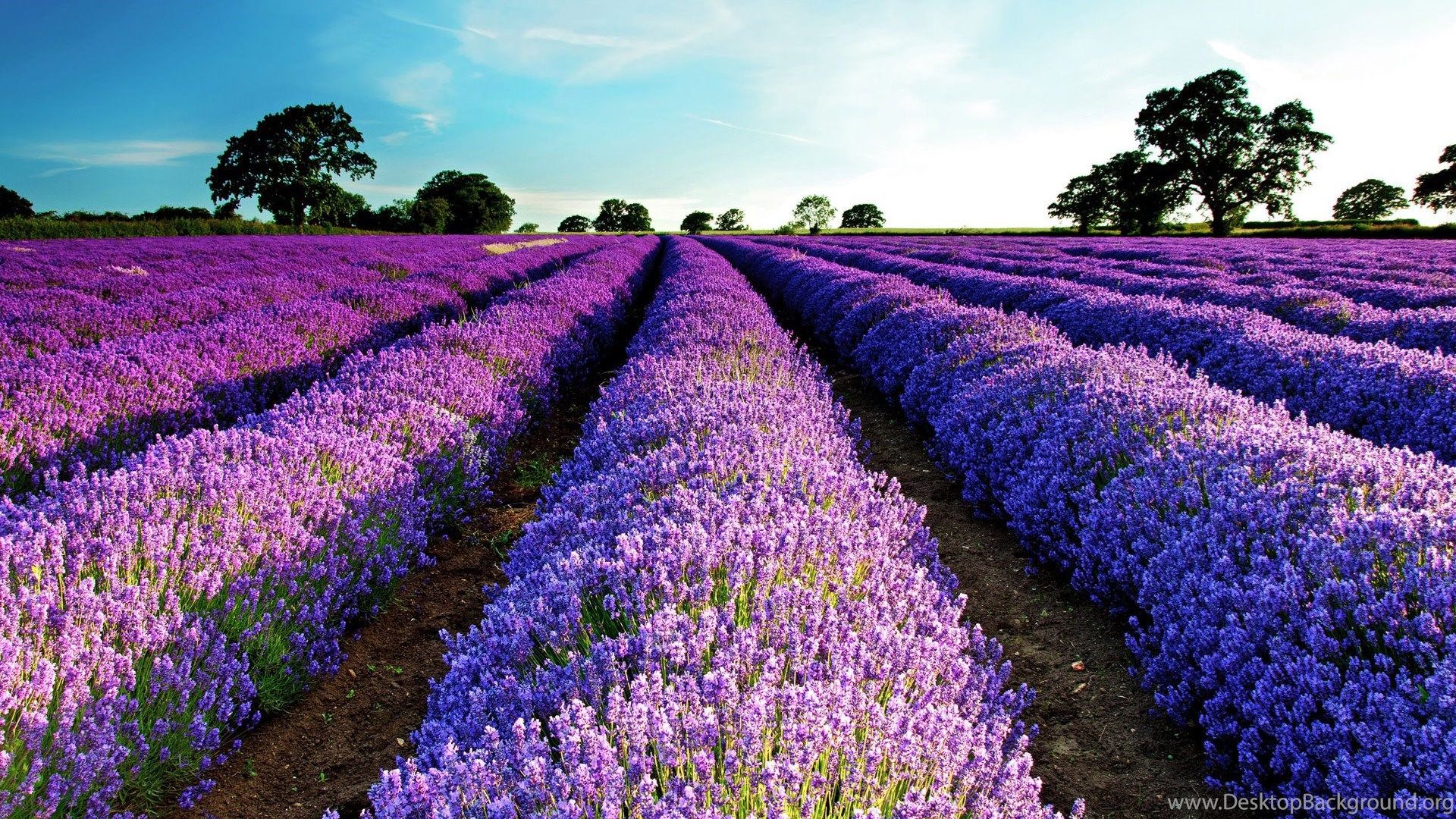 Wallpaper Lavender Field Wallpapers