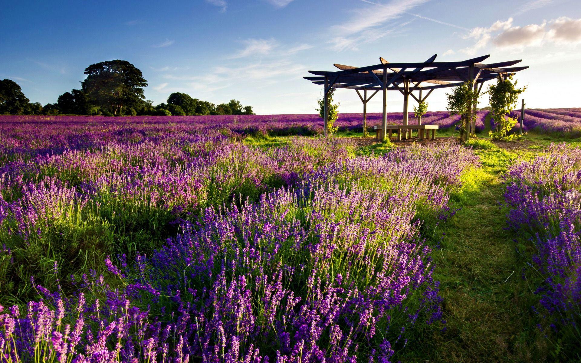 Wallpaper Lavender Field Wallpapers