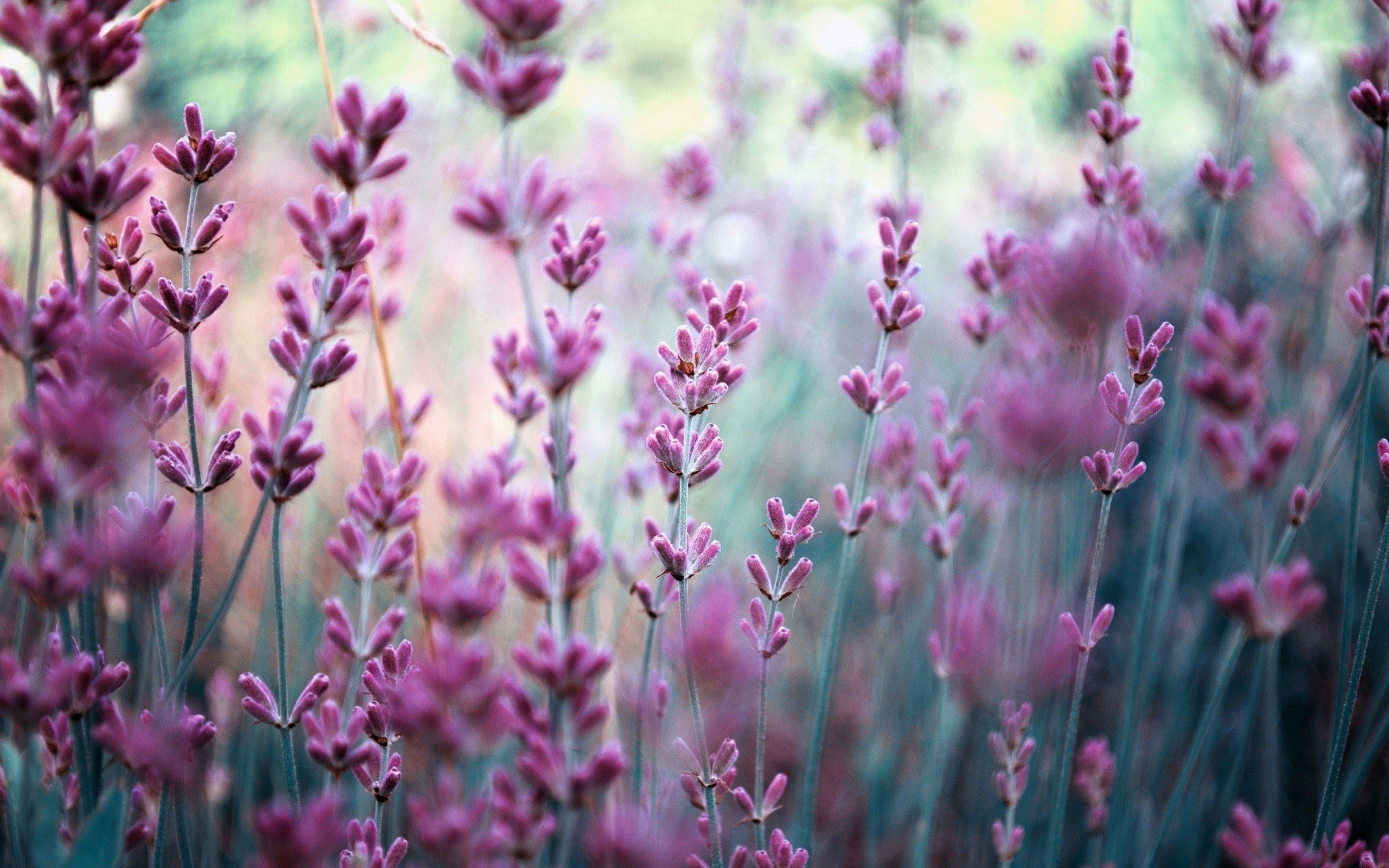 Wallpaper Lavender Field Wallpapers