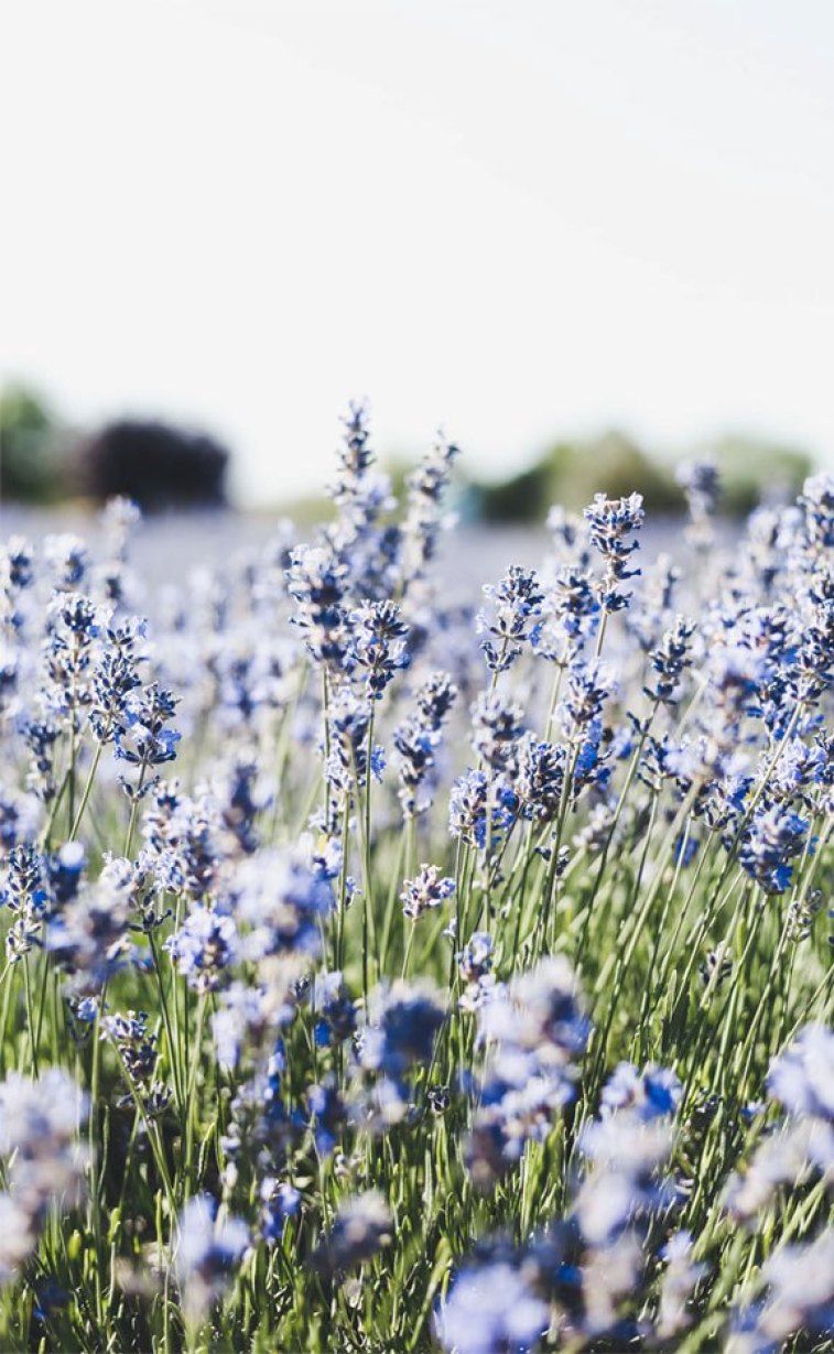 Wallpaper Lavender Field Wallpapers