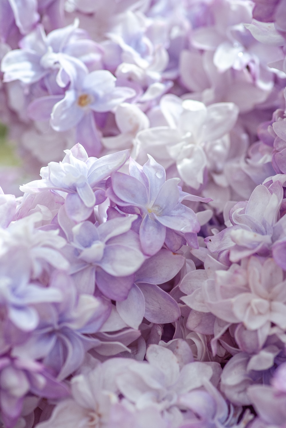 Wallpaper Lilac Flower Wallpapers