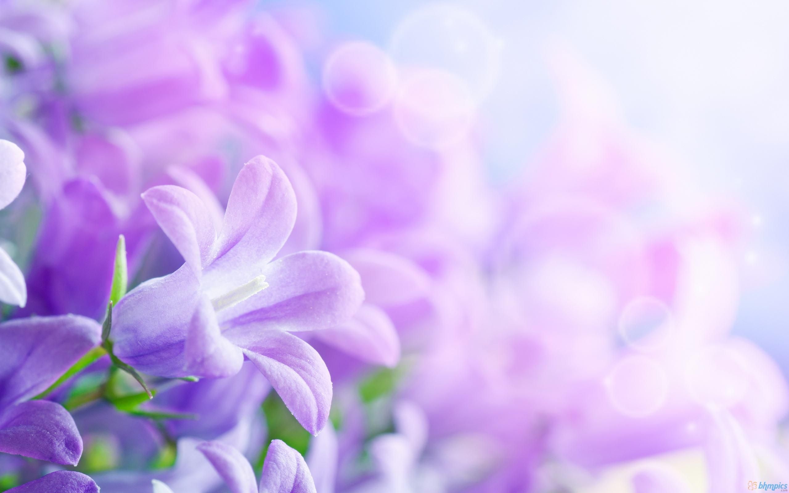 Wallpaper Lilac Flower Wallpapers