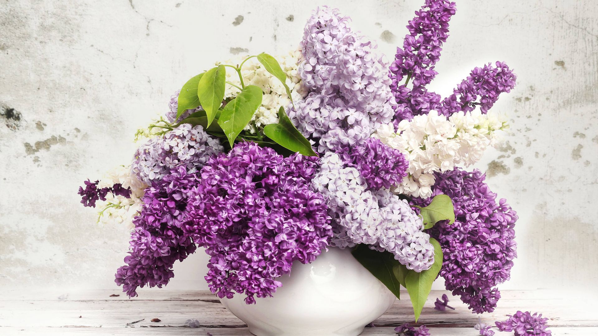 Wallpaper Lilac Flower Wallpapers