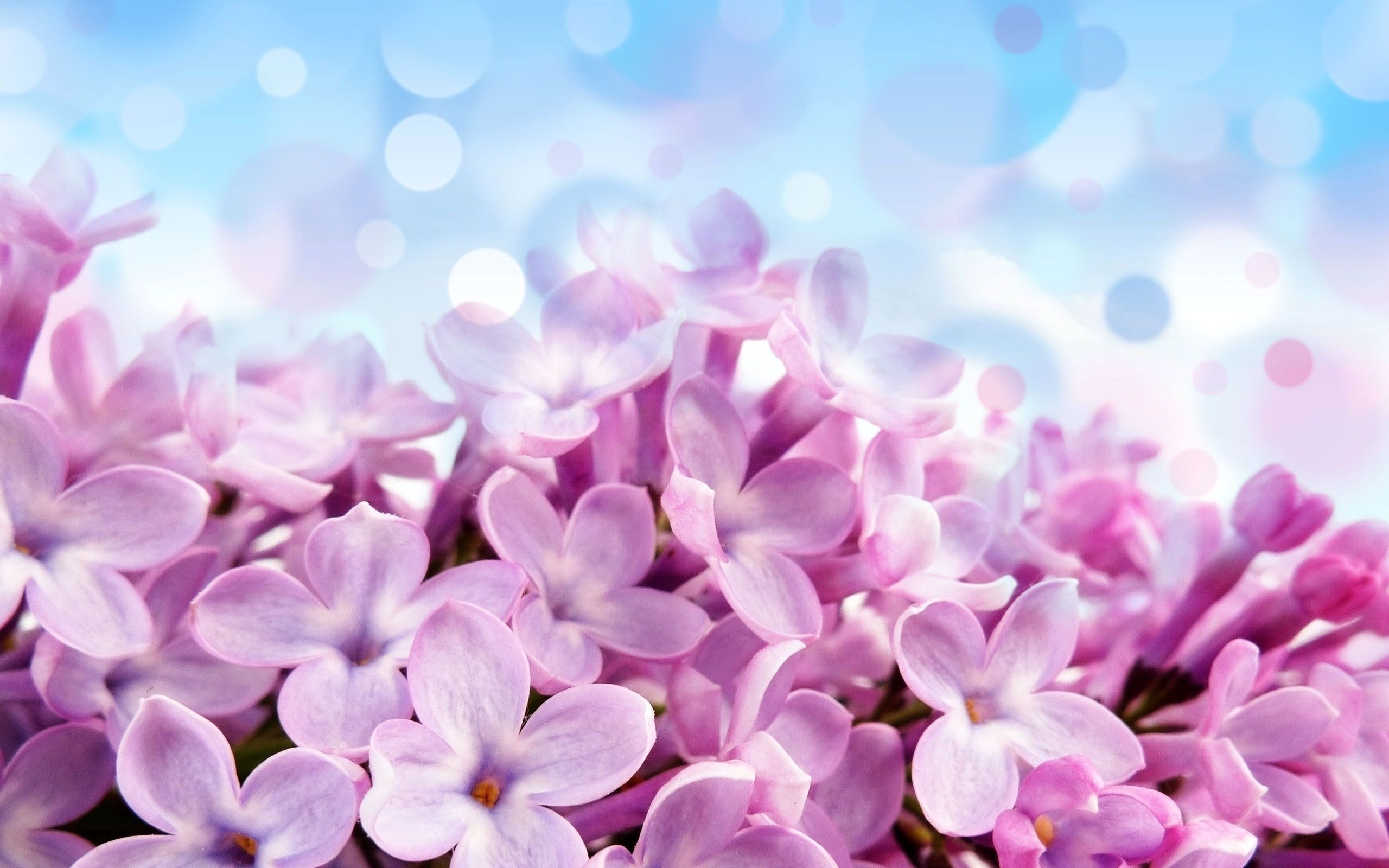 Wallpaper Lilac Flower Wallpapers