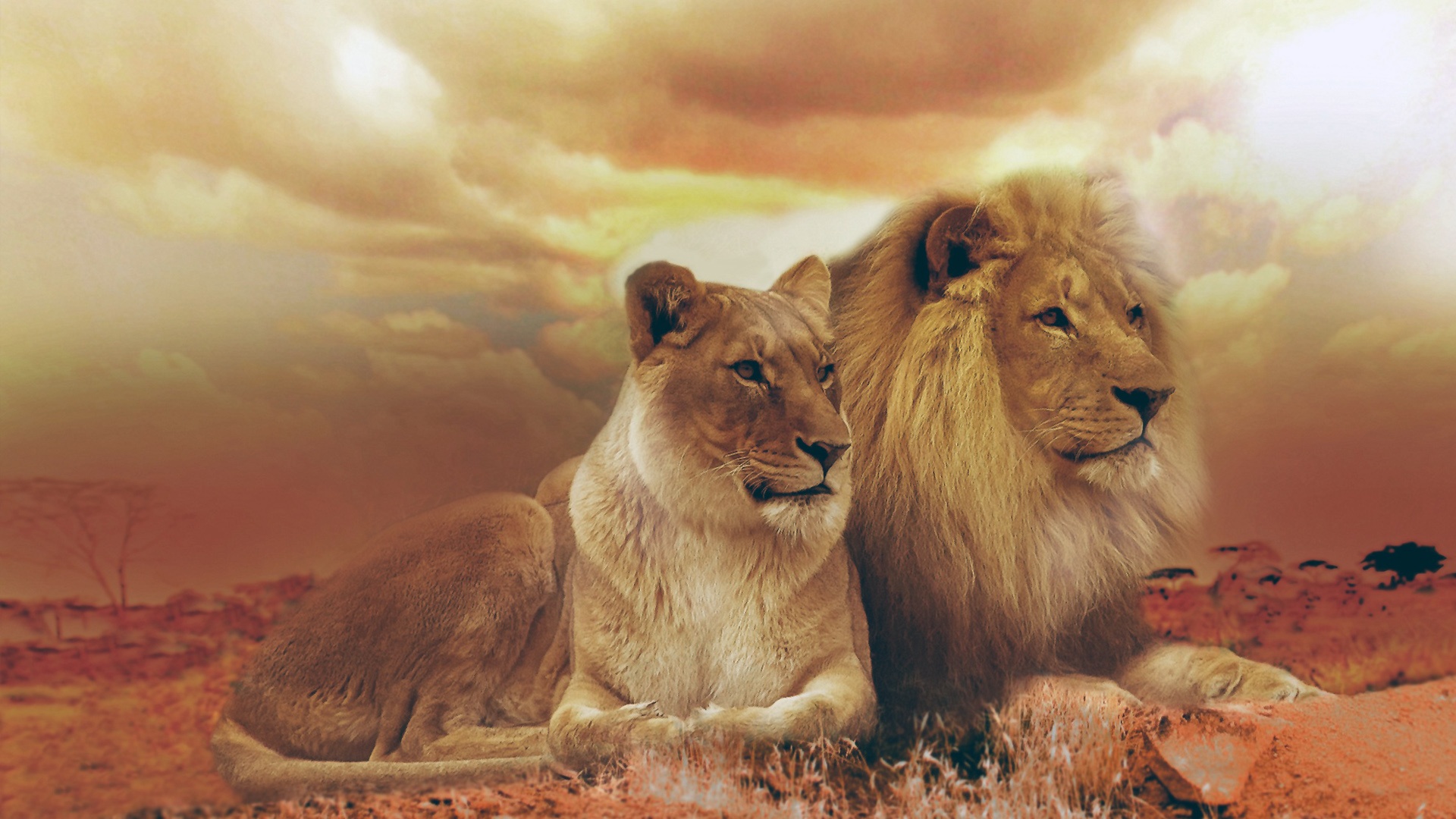 Wallpaper Lion And Lioness Wallpapers