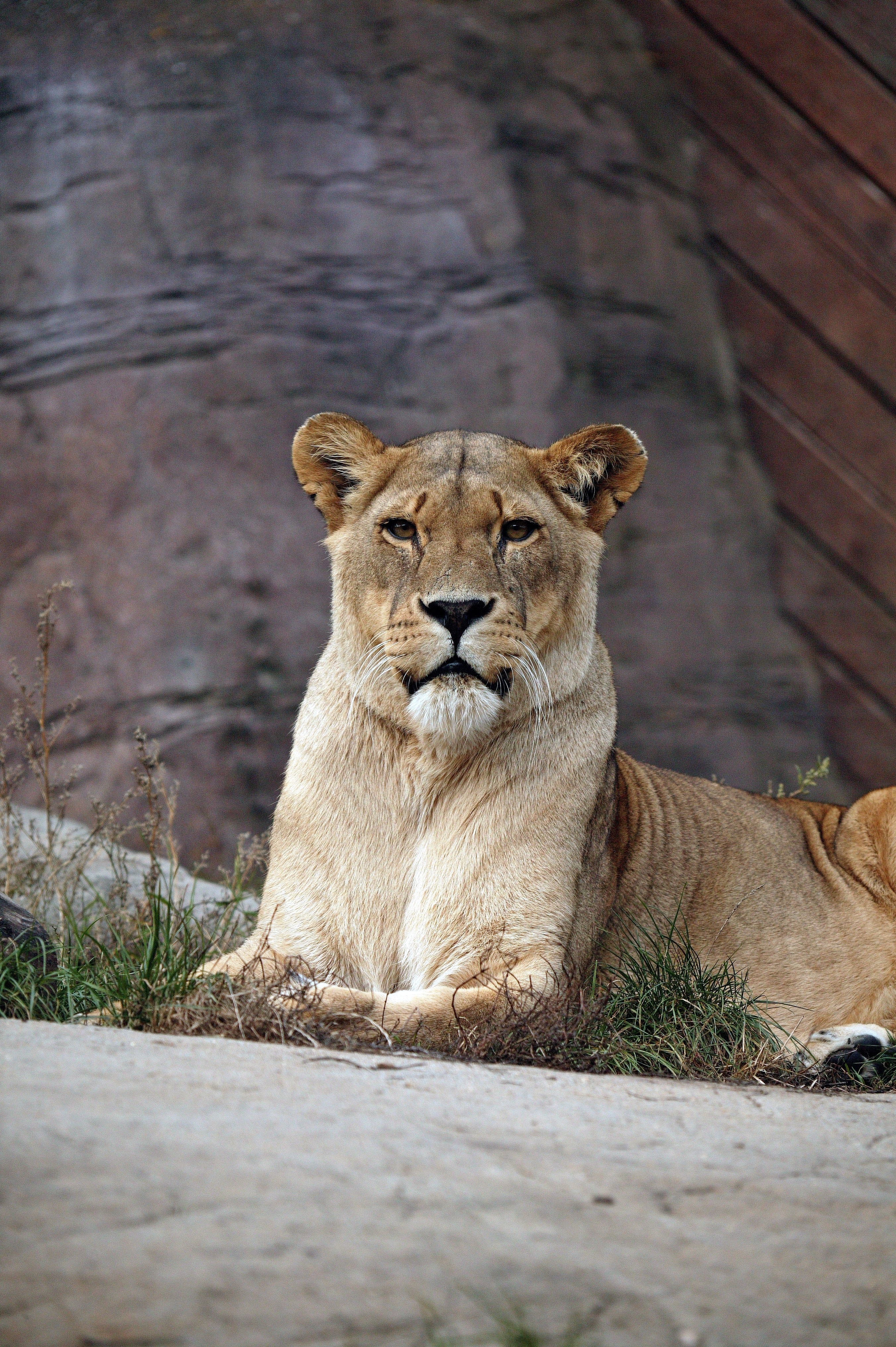 Wallpaper Lion And Lioness Wallpapers