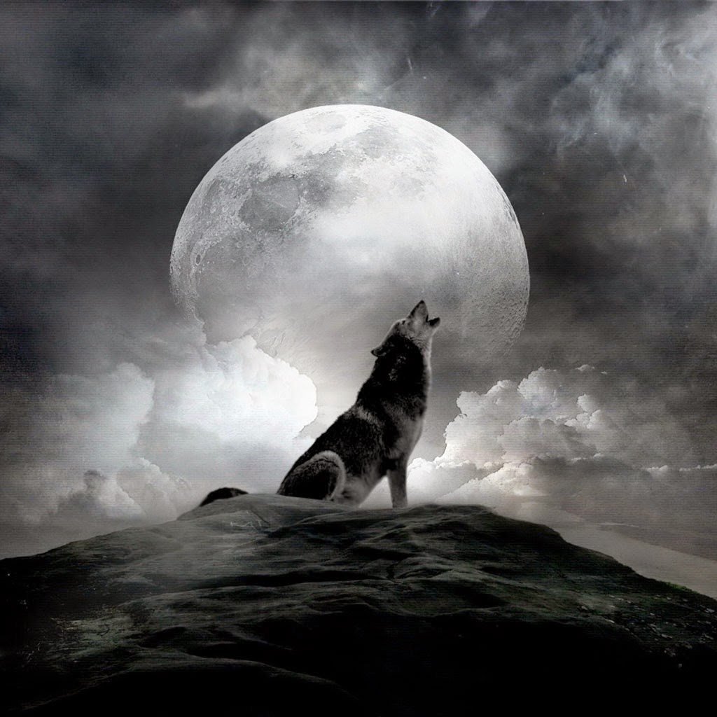 Wallpaper Lone Wolf Wallpapers