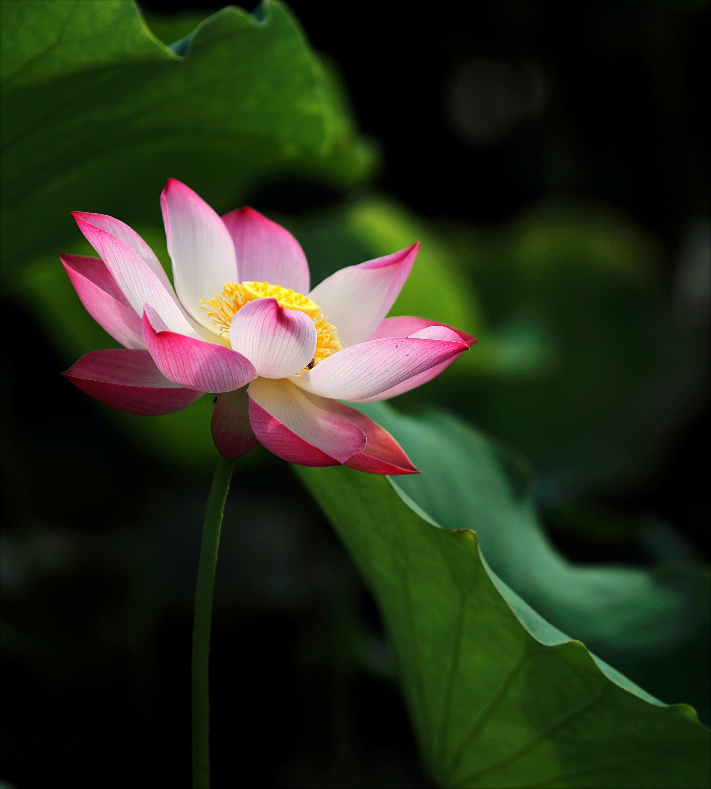 Wallpaper Lotus Flower Wallpapers