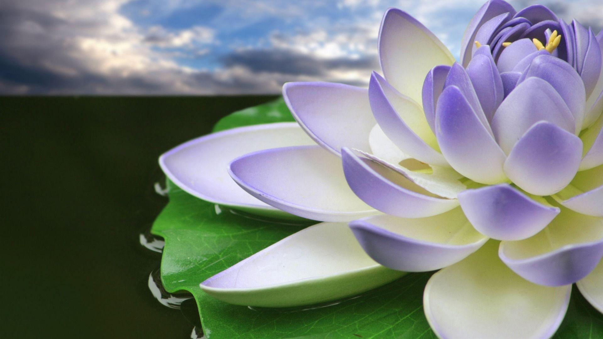 Wallpaper Lotus Flower Wallpapers