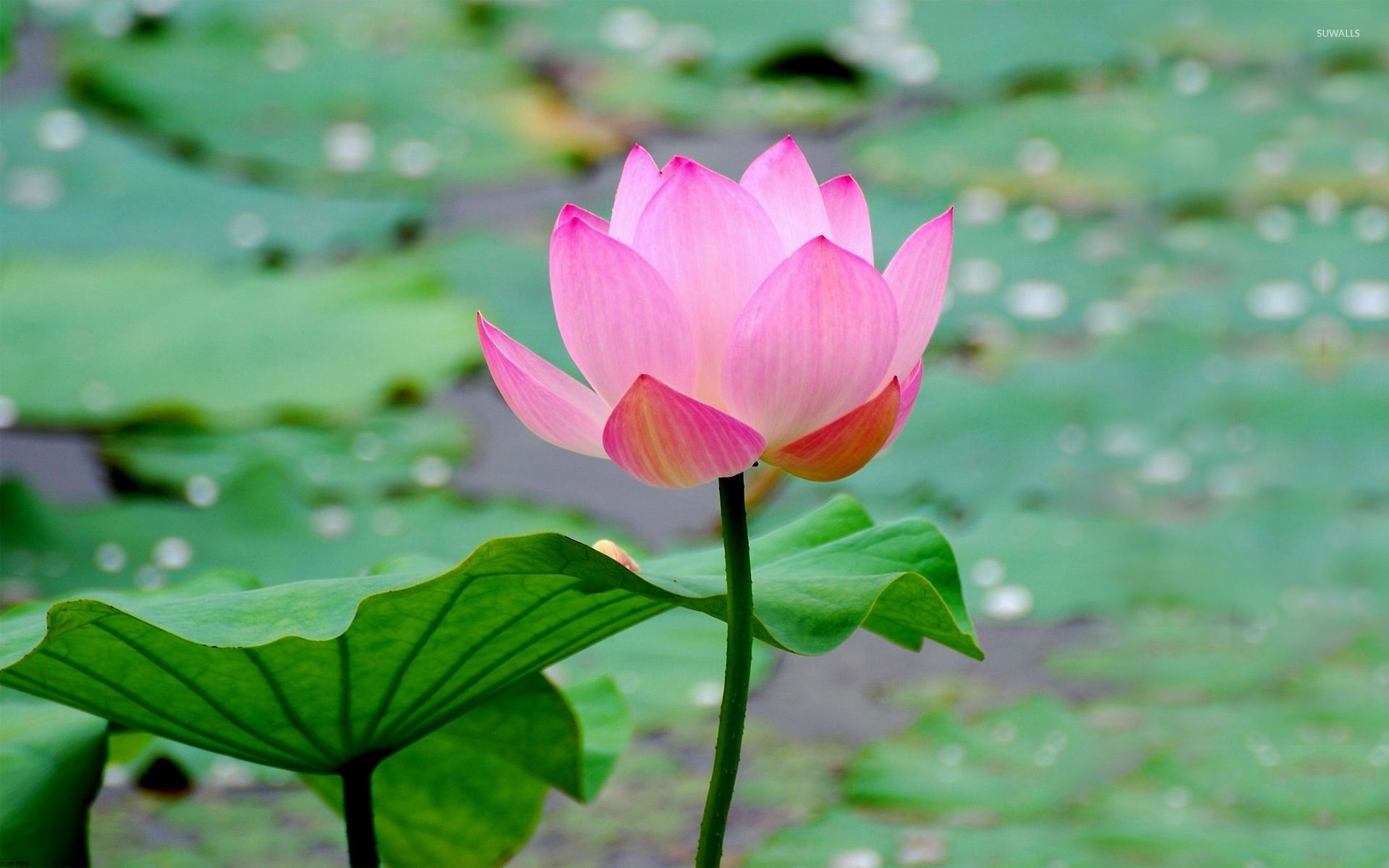 Wallpaper Lotus Flower Wallpapers