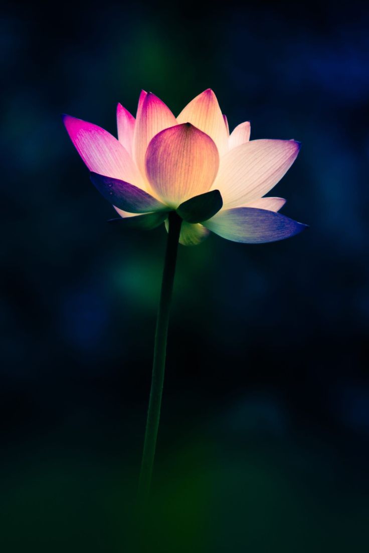 Wallpaper Lotus Flower Wallpapers