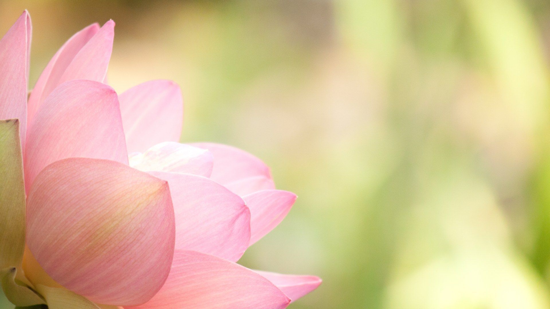 Wallpaper Lotus Flower Wallpapers