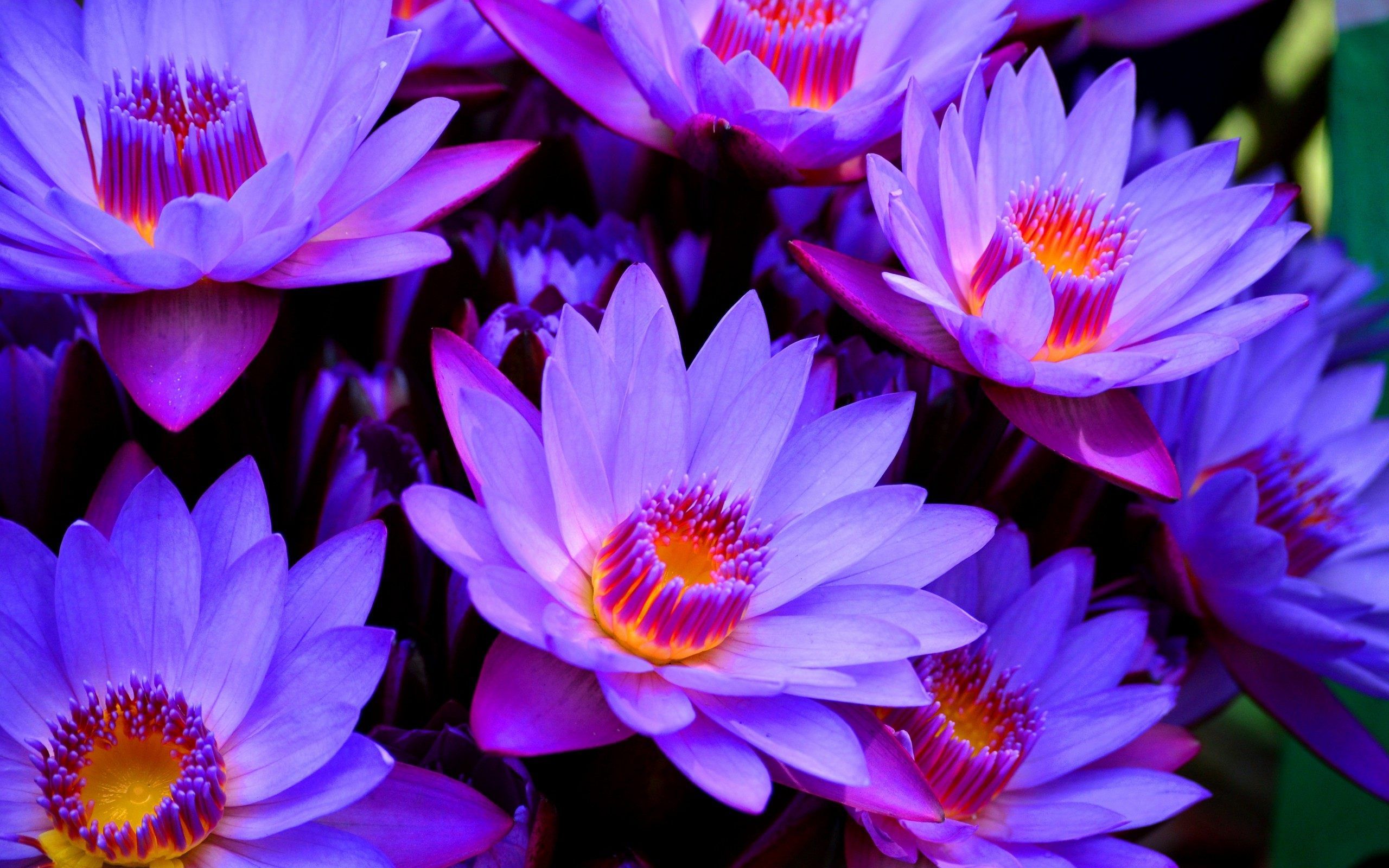 Wallpaper Lotus Flower Wallpapers