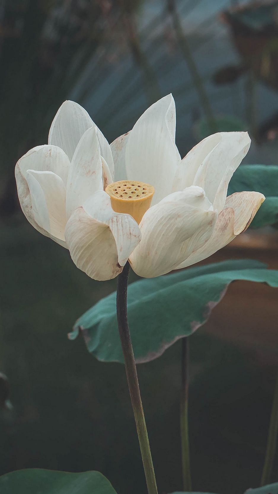 Wallpaper Lotus Flower Wallpapers